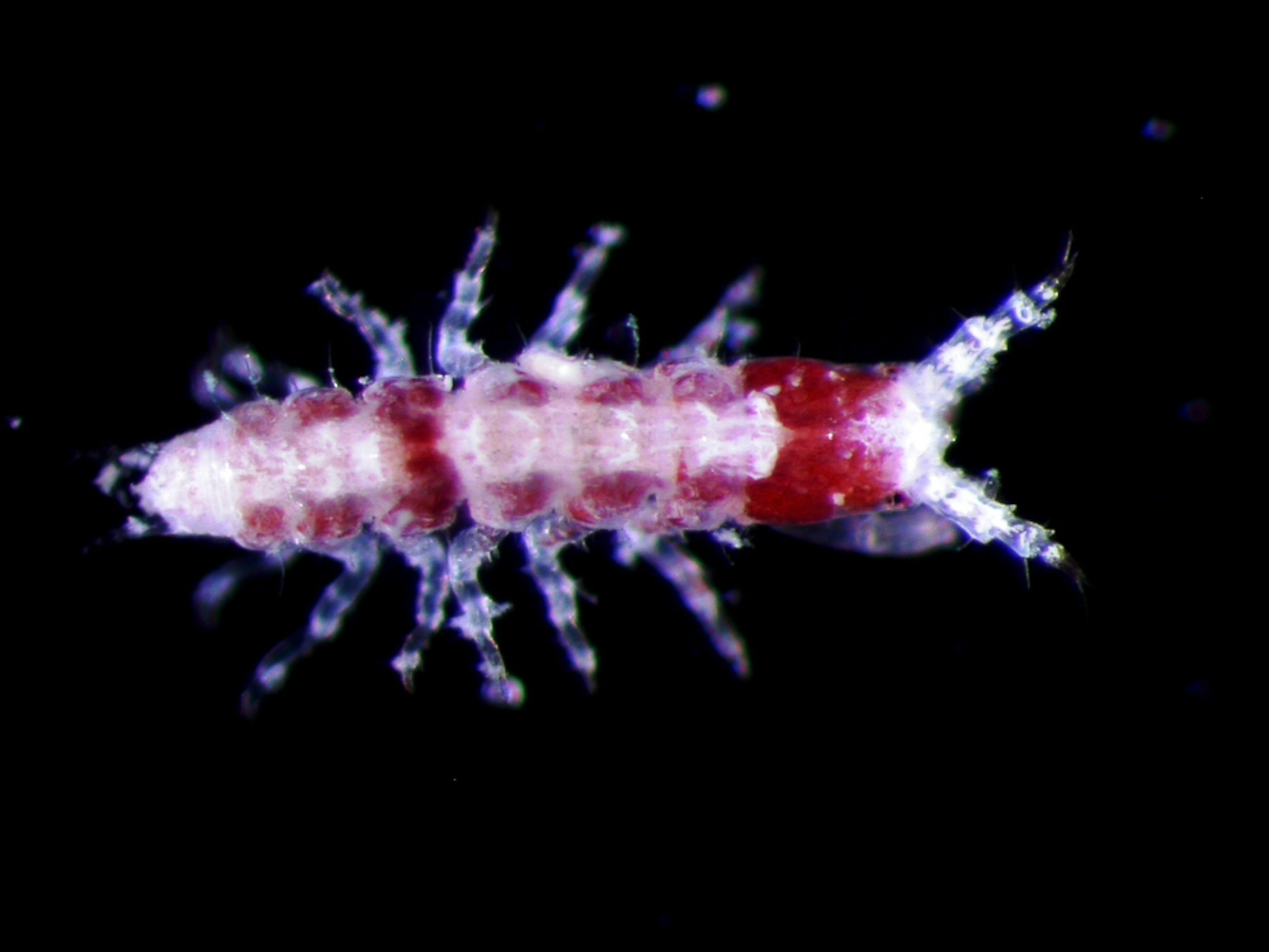 Picture of a likely new species of tanaid, announced today in the final reports of the Census of Marine Life