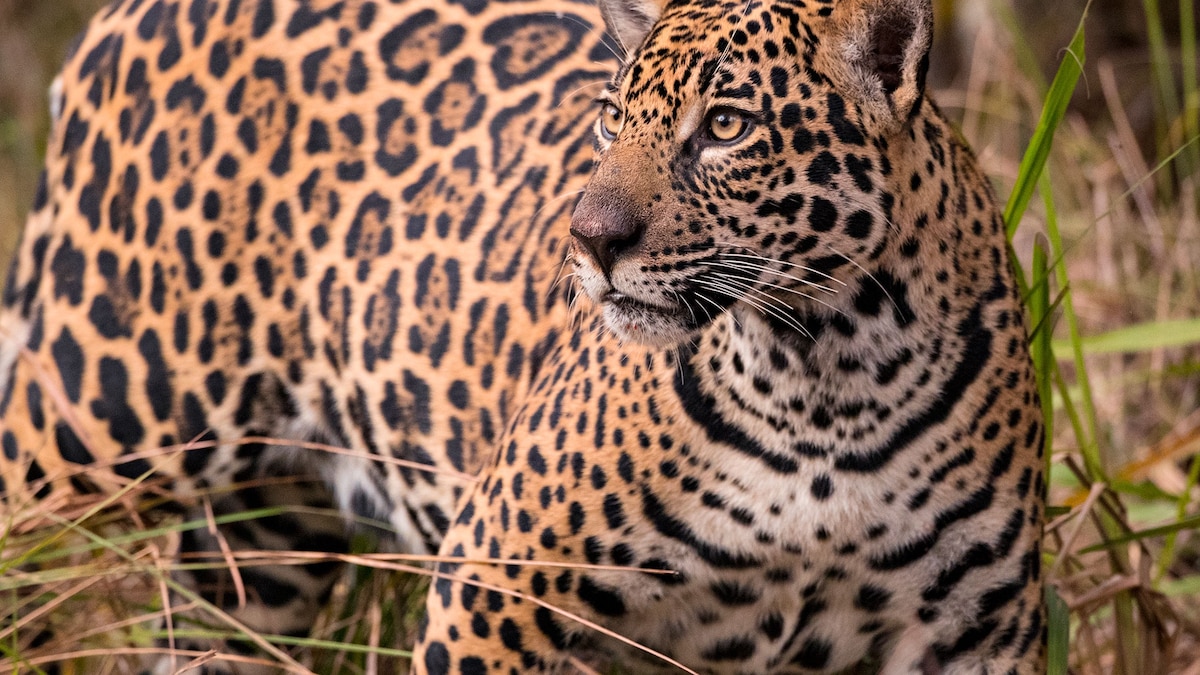 Alan Rabinowitz Wild Cat Biologist And Champion Dies At 64 Alan Rabinowitz Wild Cat Biologist And Champion Dies At 64