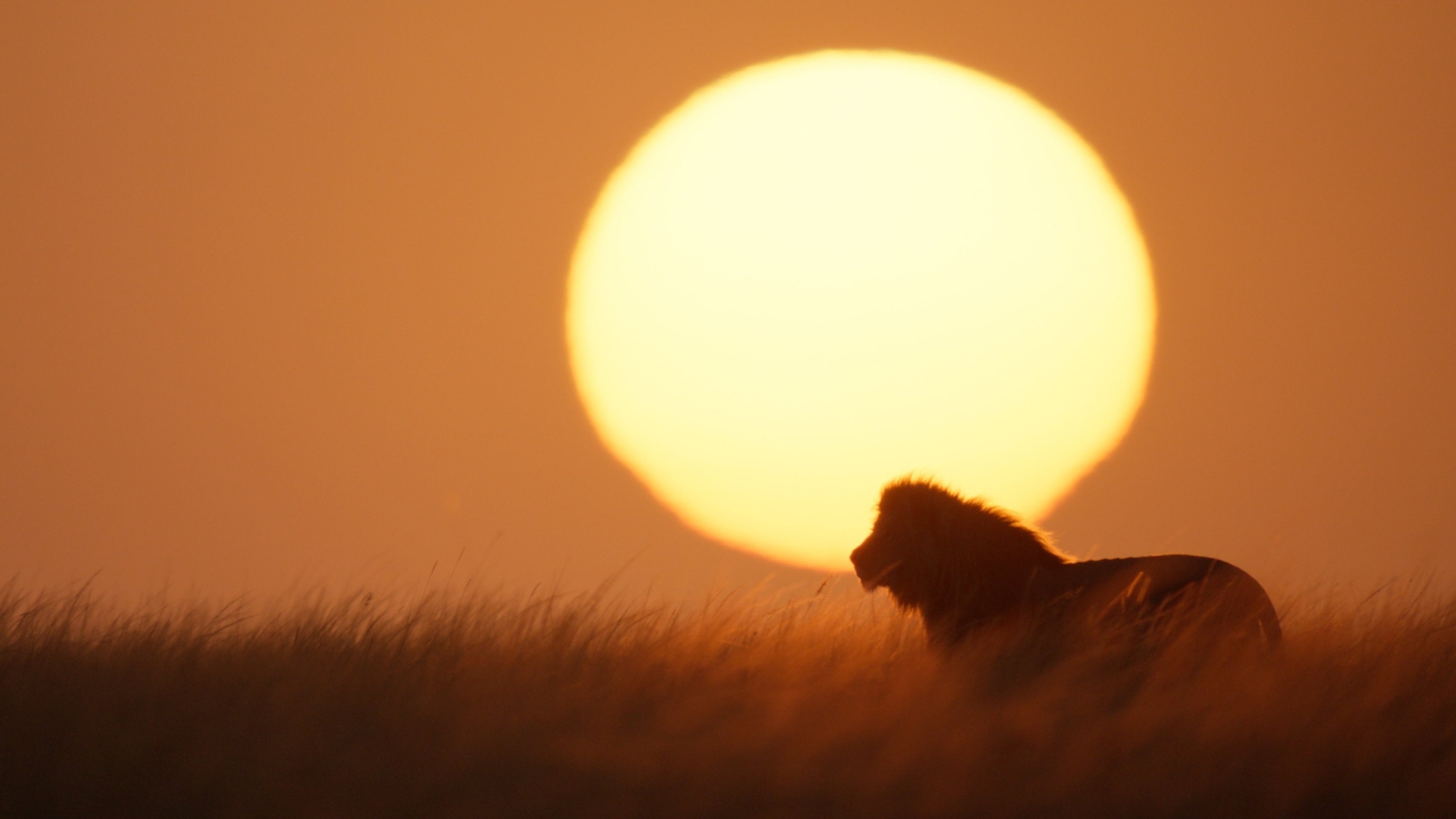 After The Lion King, Jon Favreau Wanted to Film the Real Thing