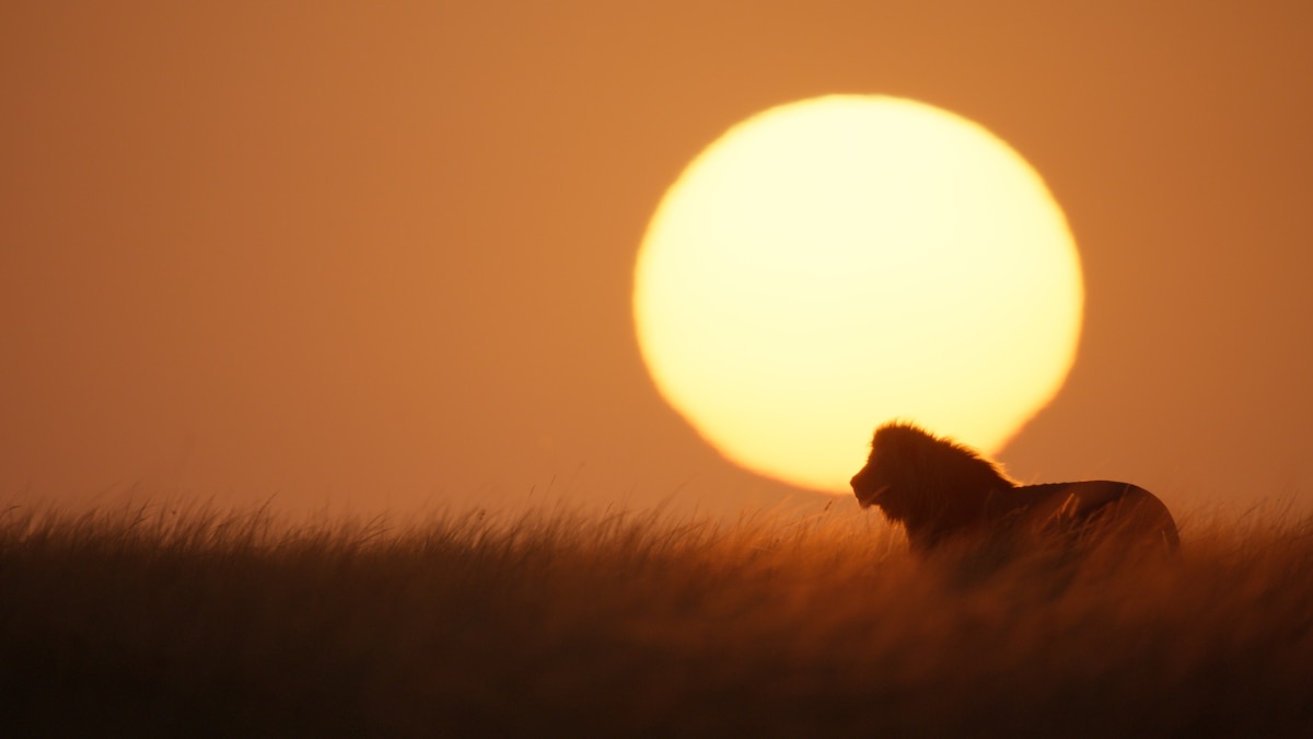 After The Lion King, Jon Favreau Wanted to Film the Real Thing