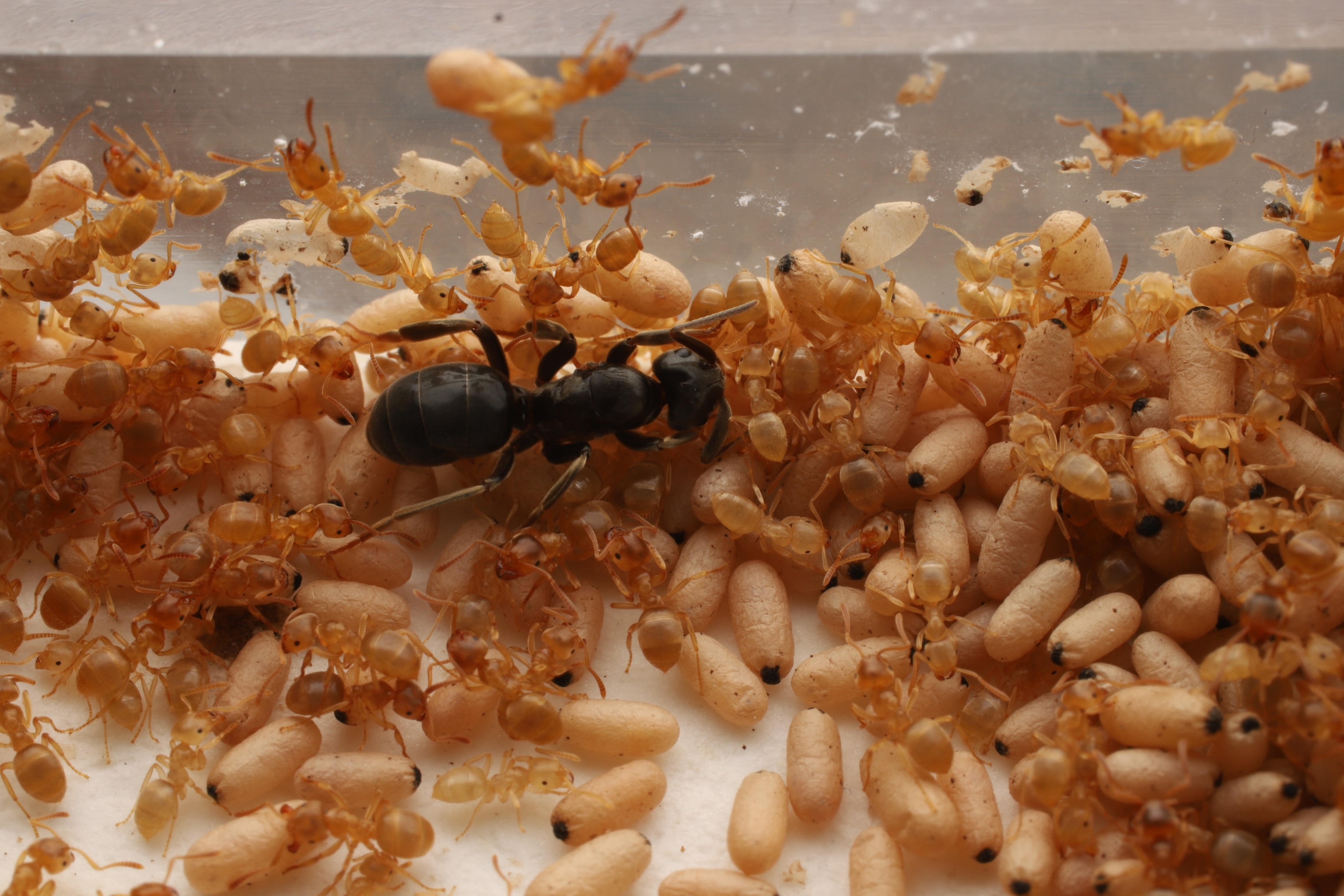 A large ant surrounded by smaller ants.