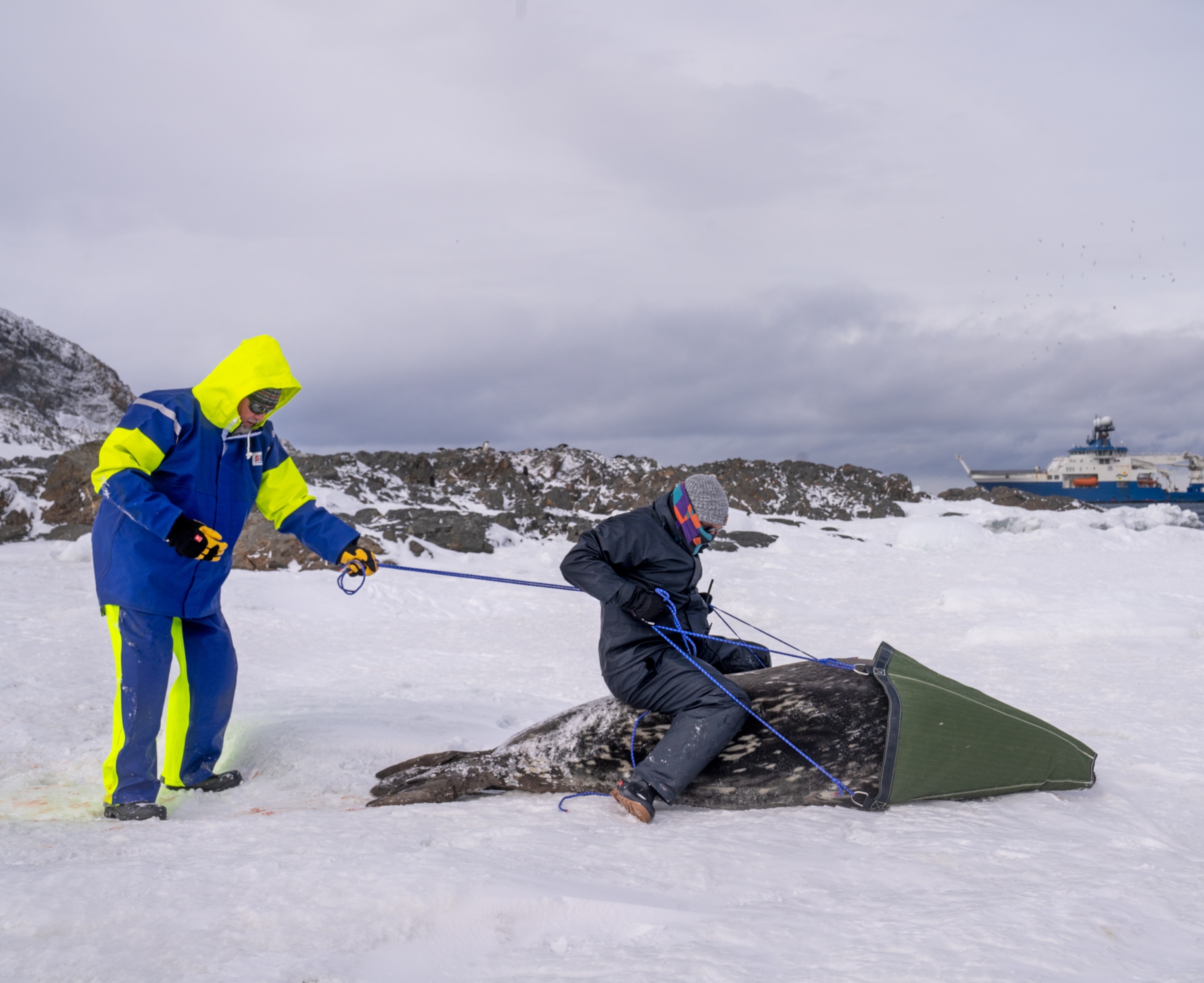 One person restraining a blindfolded seal when another person bestrides it. People's faces covered with masks.