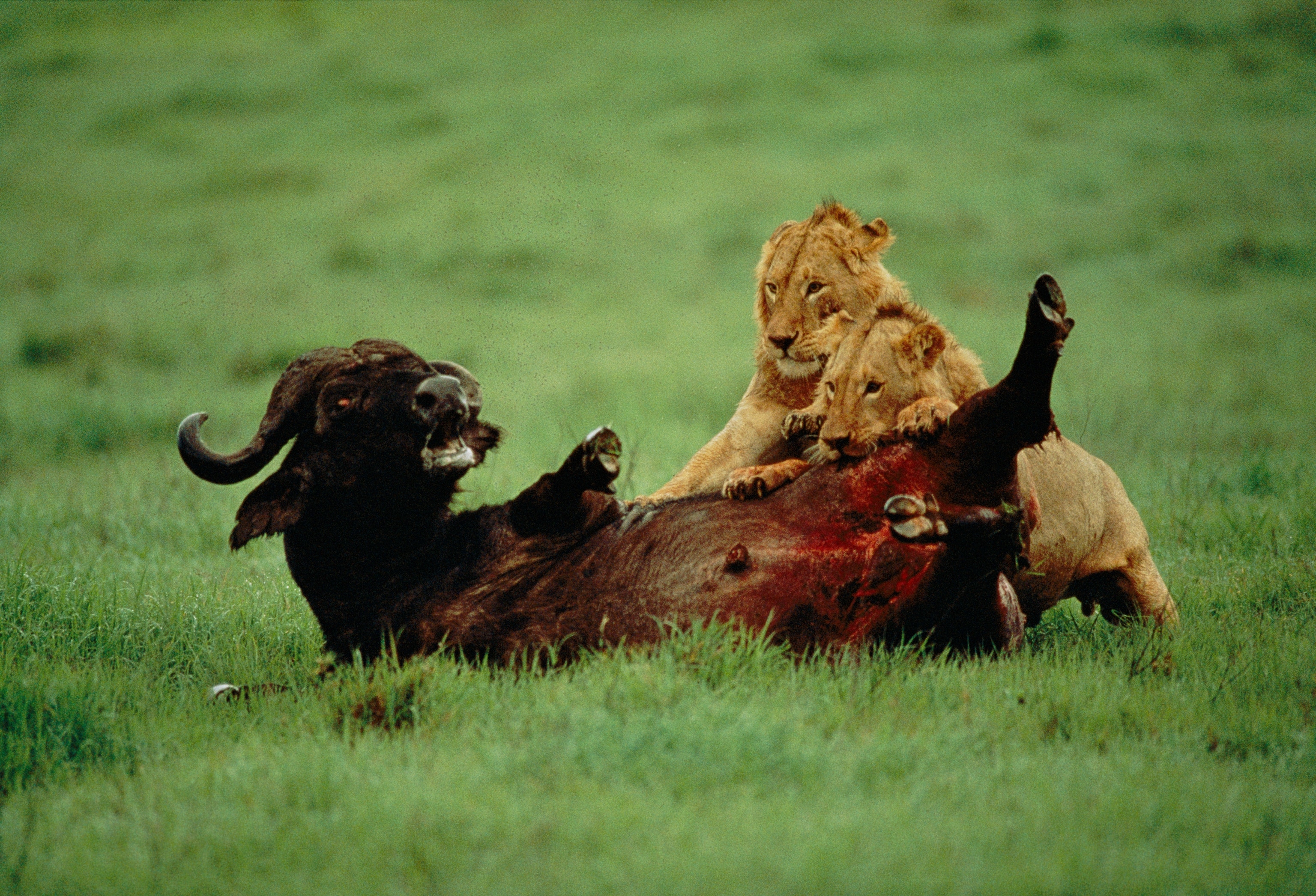 Two lions hover over a bull on the ground