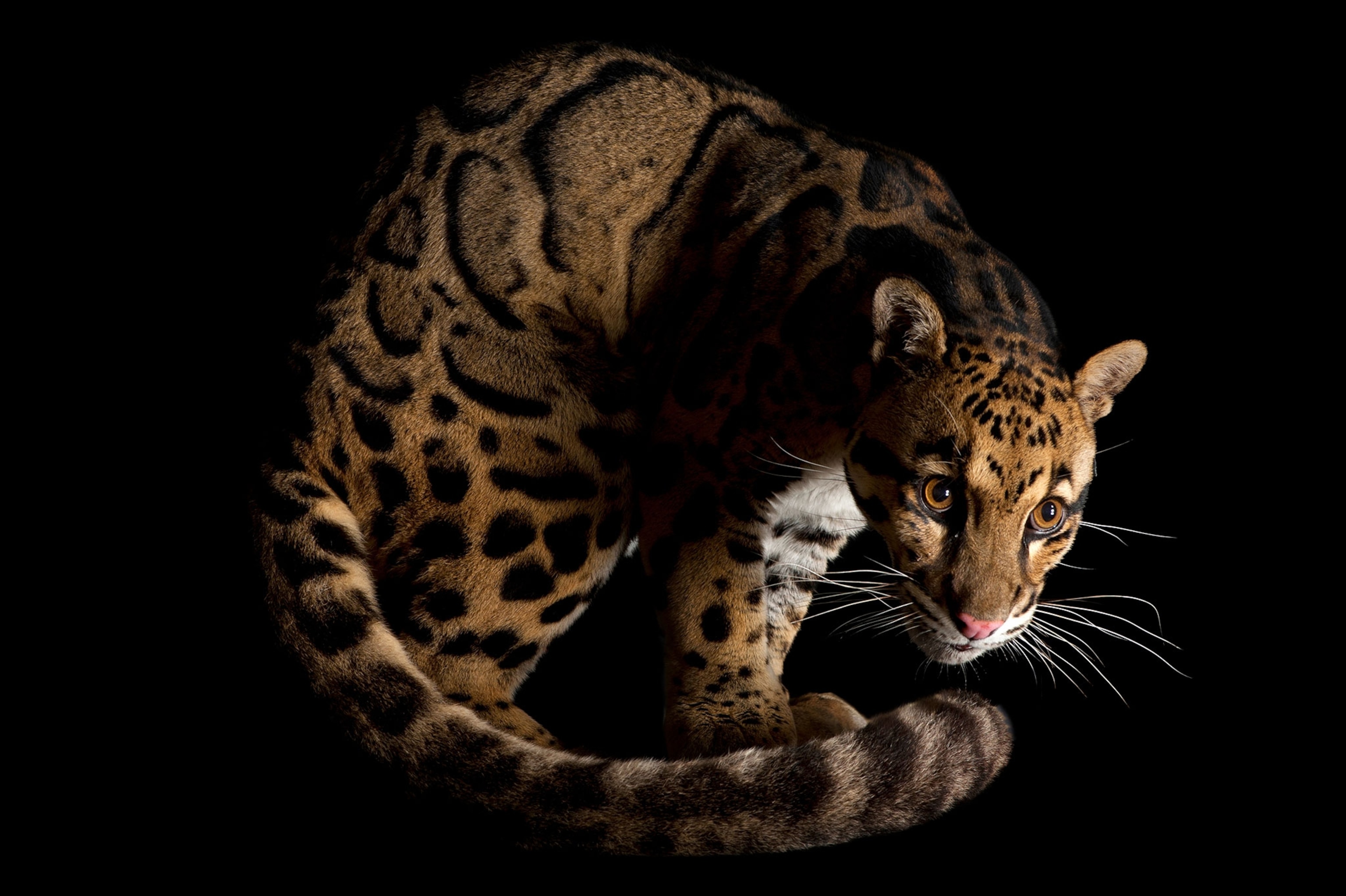 シム・シメール、【THE LITTLE CLOUDED LEOPARD】 Come see the new leopard cubs at the Nashville Zoo
