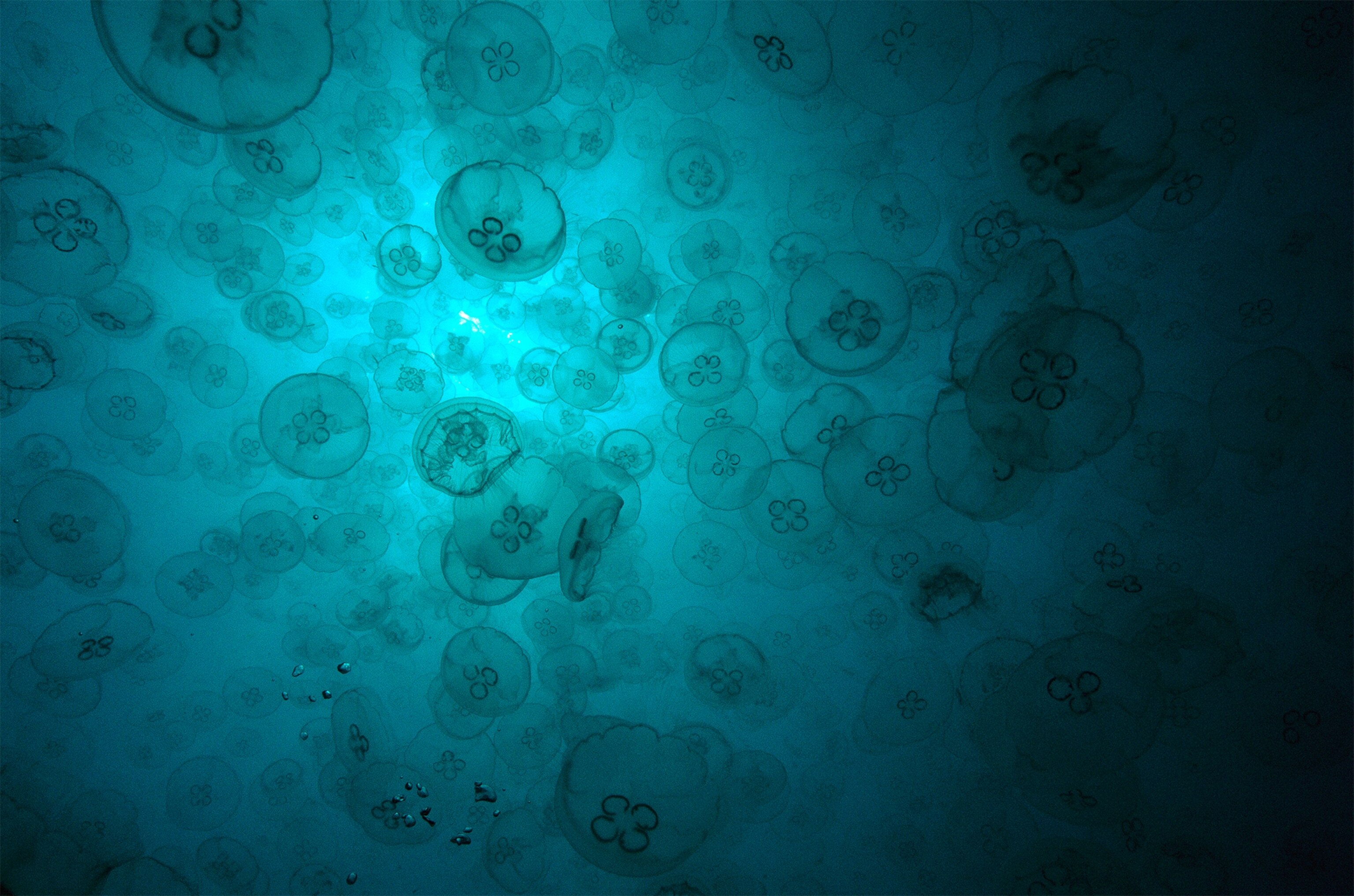 a moon Jellyfish in the plankton rich waters of Ningaloo Reef.