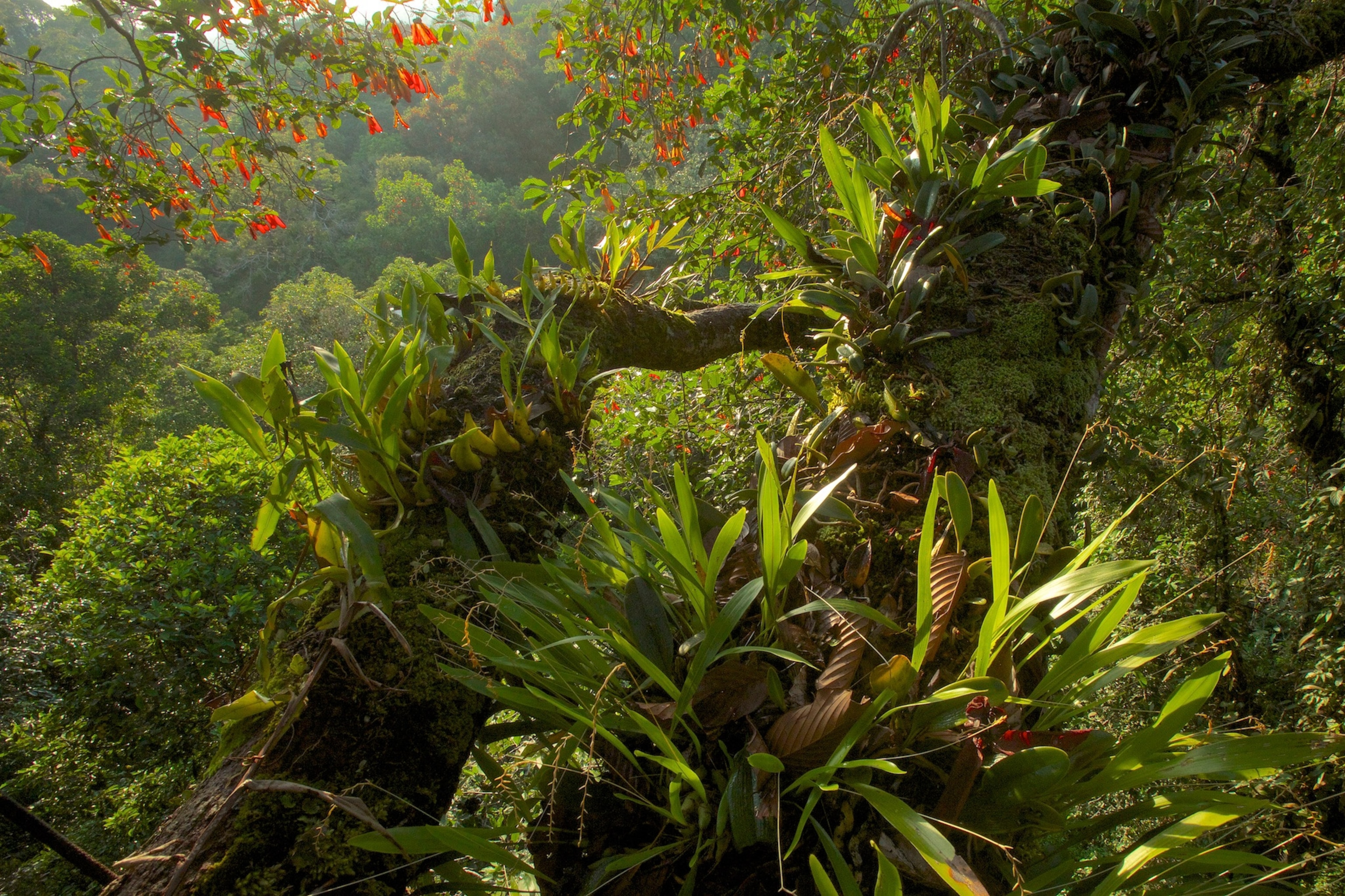 the rainforest from up in the canopy, the red-winged fruits of the dipterocarp tree are visible in the trees
