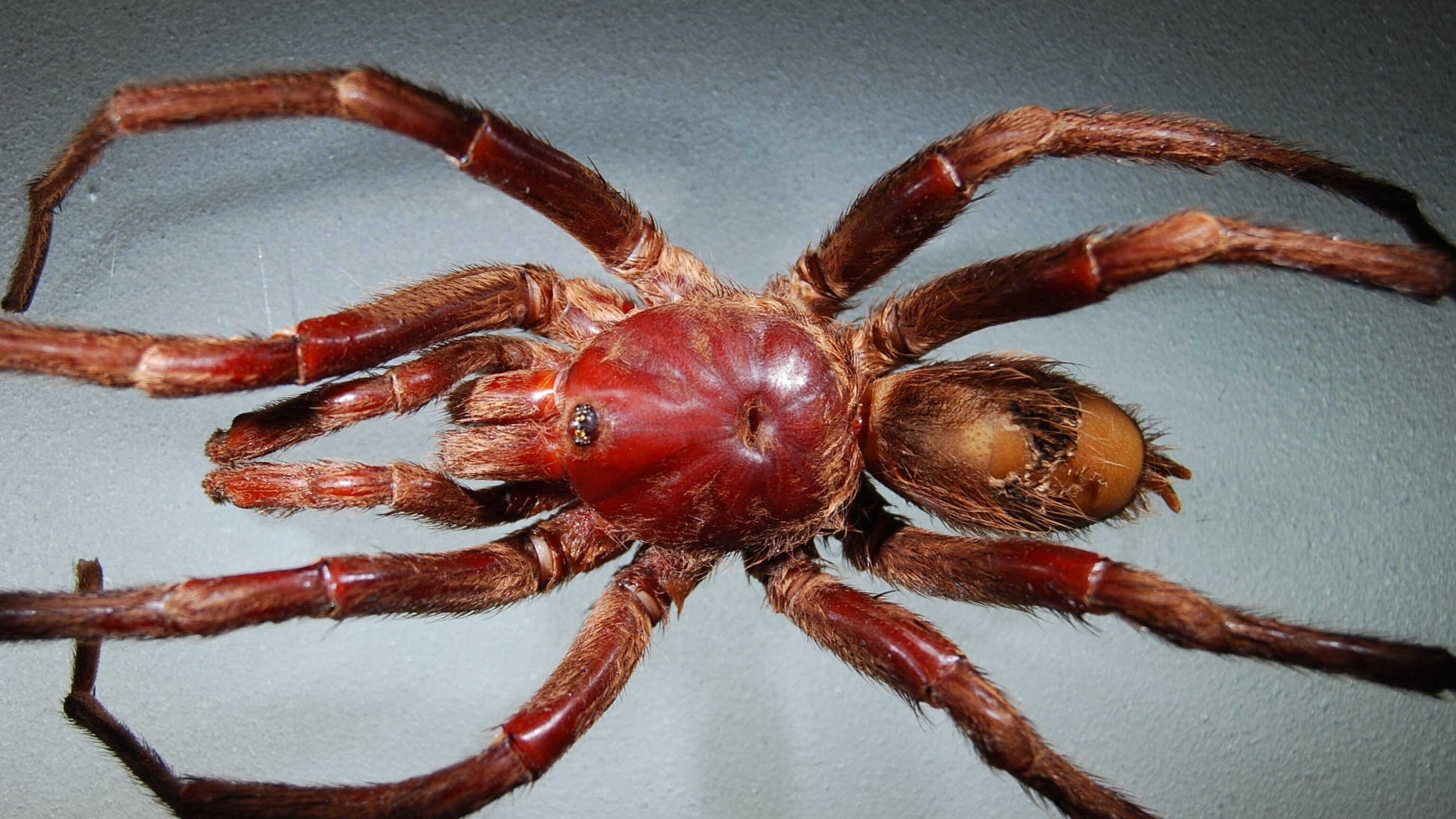 New Tarantula (Not Beetle) Named After John Lennon | National