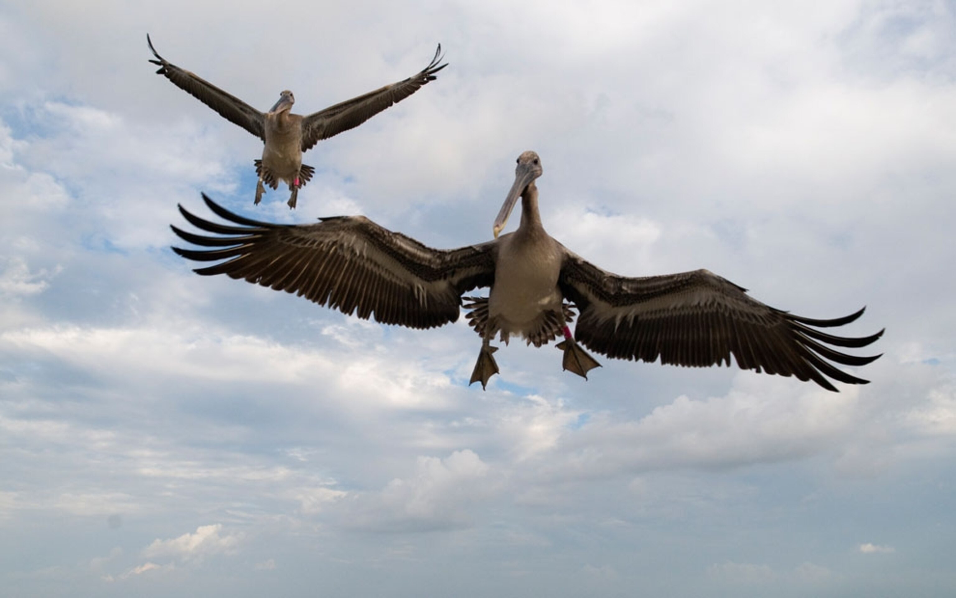 Louisiana brown pelicans released to wild