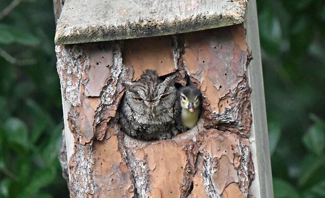 Why This Florida Owl Raised A Duckling As Its Own