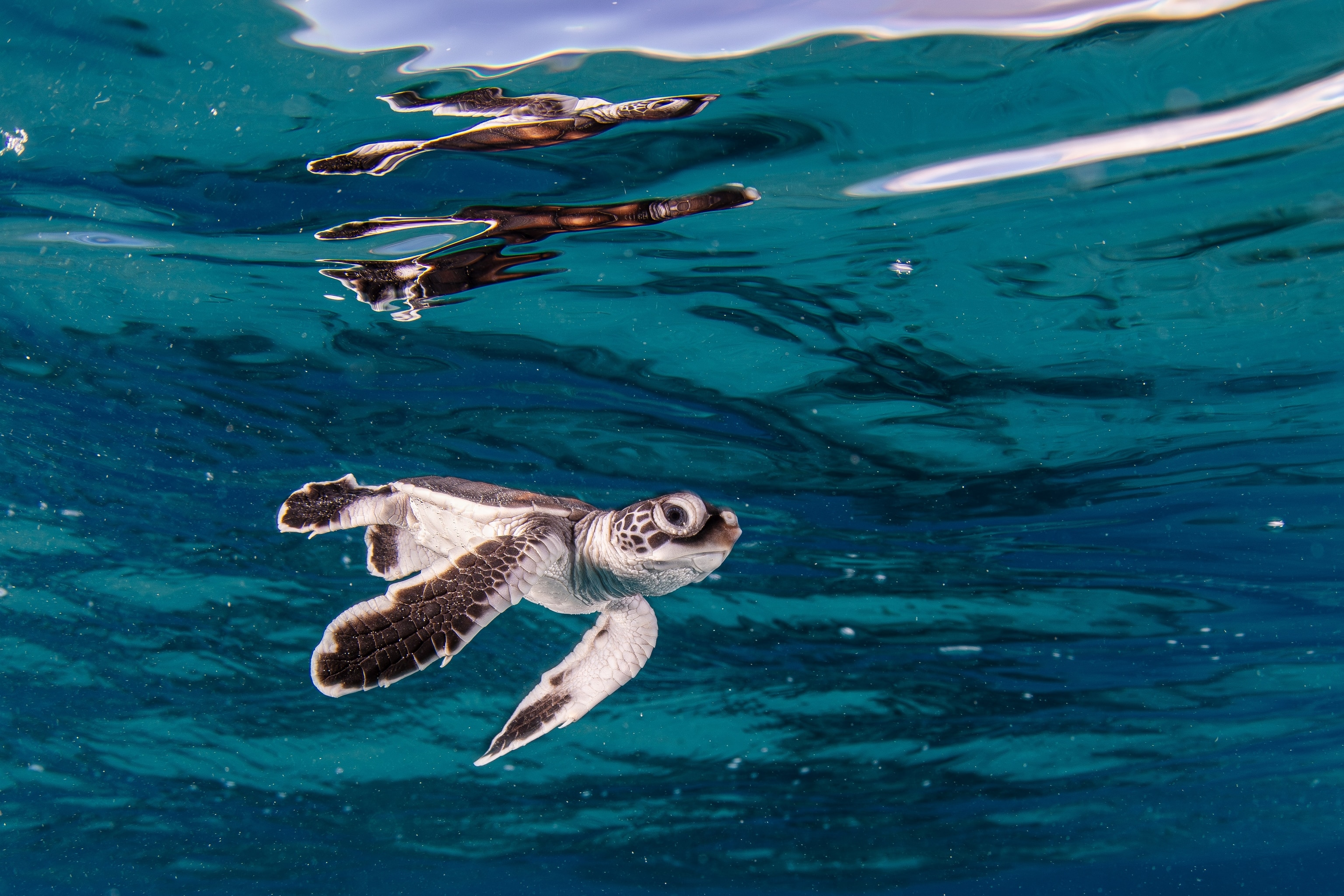 A green sea turtle (Chelonia mydas) hatchling swimming for the first time in the lagoon of Bikar Atoll, Republic of the Marshall Islands.