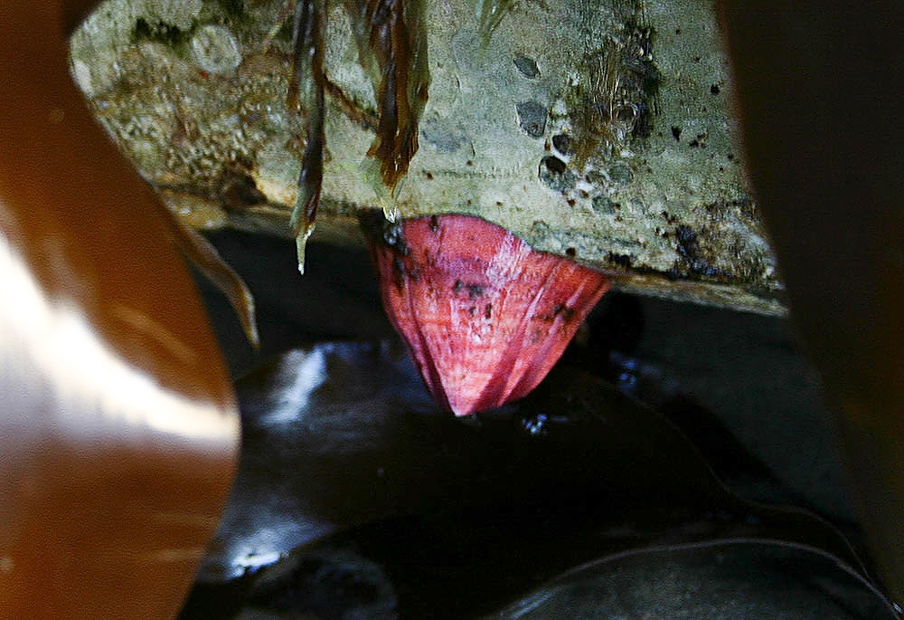 Japanese tsunami dock picture: barnacle on Oregon beach