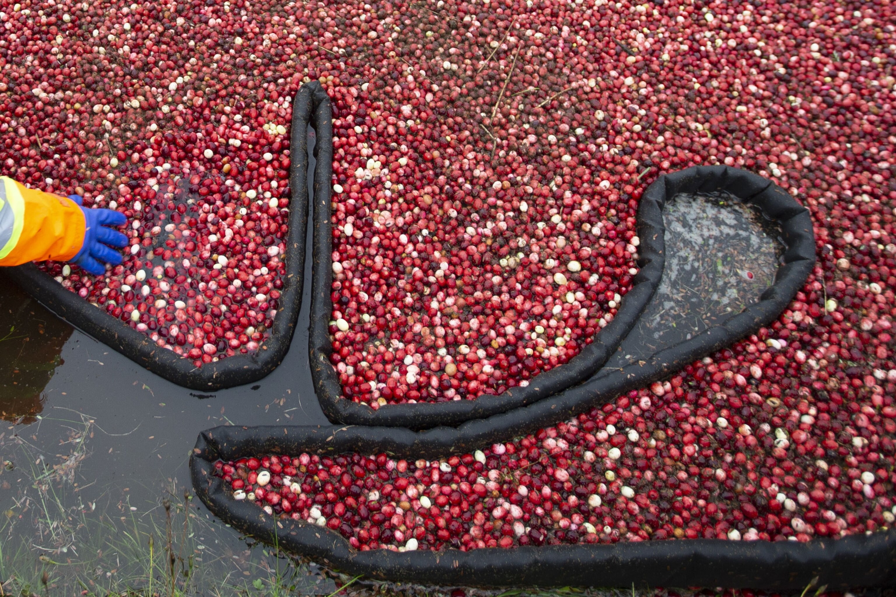cranberry harvest in north america