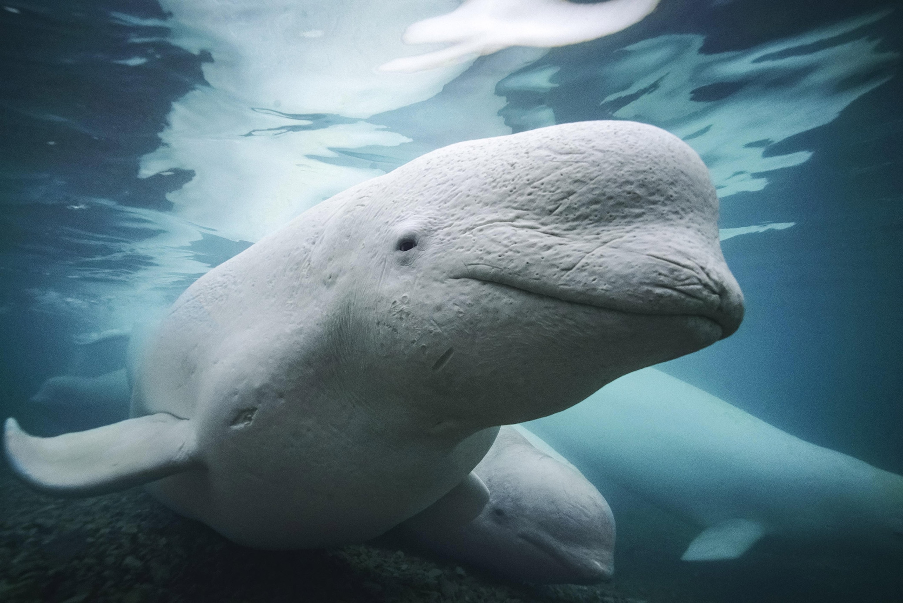 A close-up of a beluga whale making eye contact beneath water's surface, two other whales visible behind