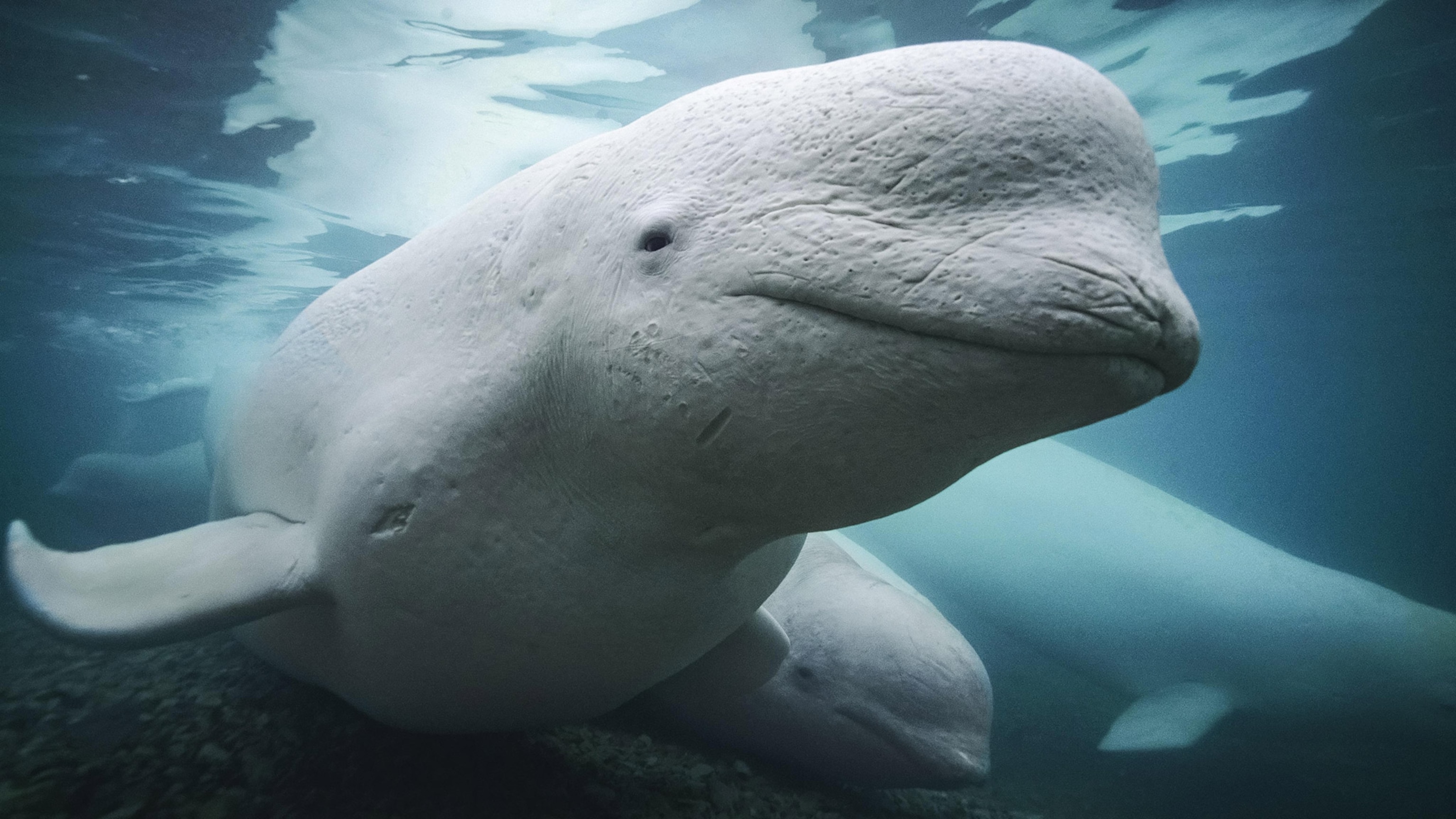 Belugas join a rare animal kingdom club—they can recognize themselves in a mirror