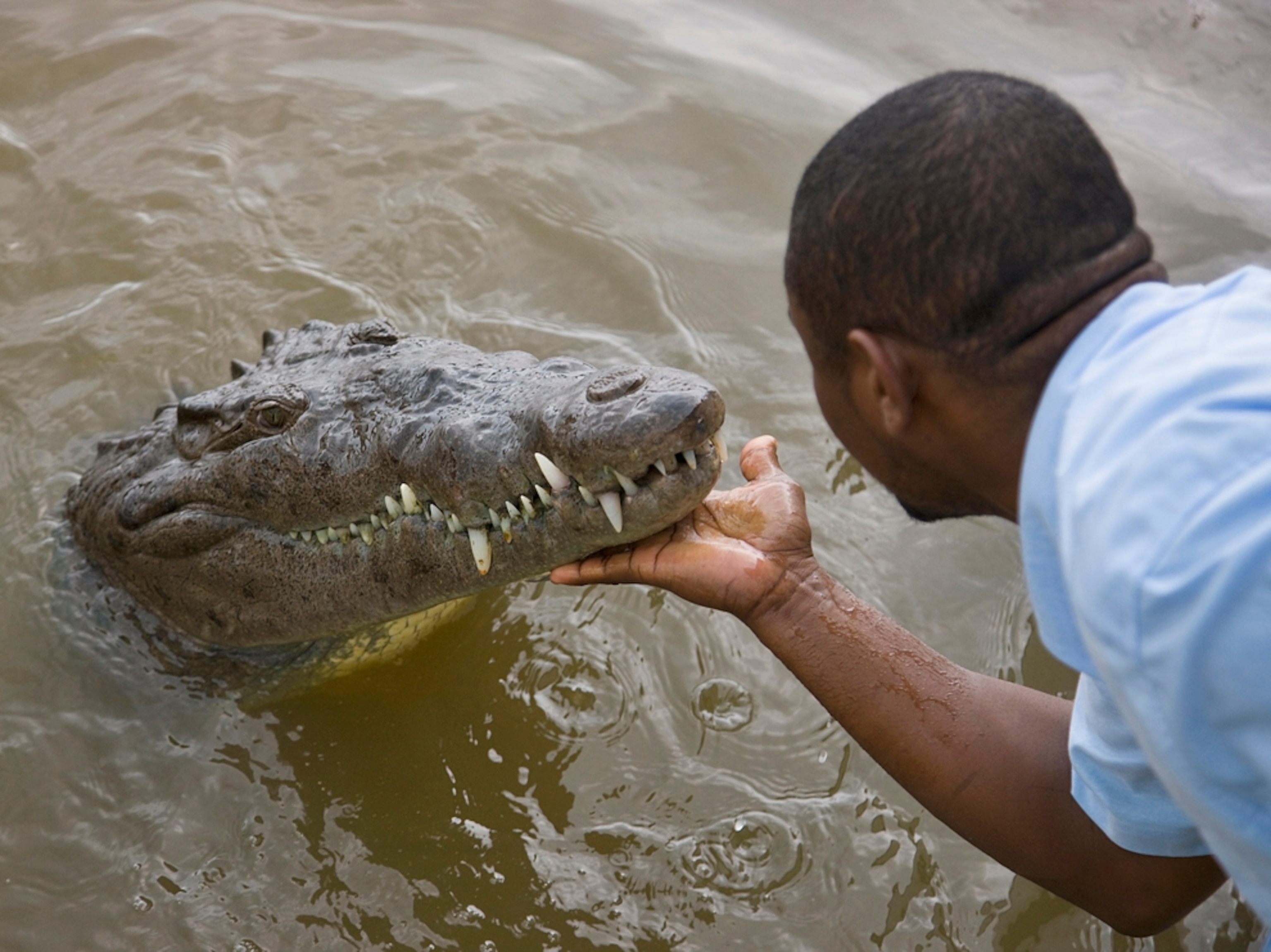 Tour guide scratches chin of a crocodile, Jamaica