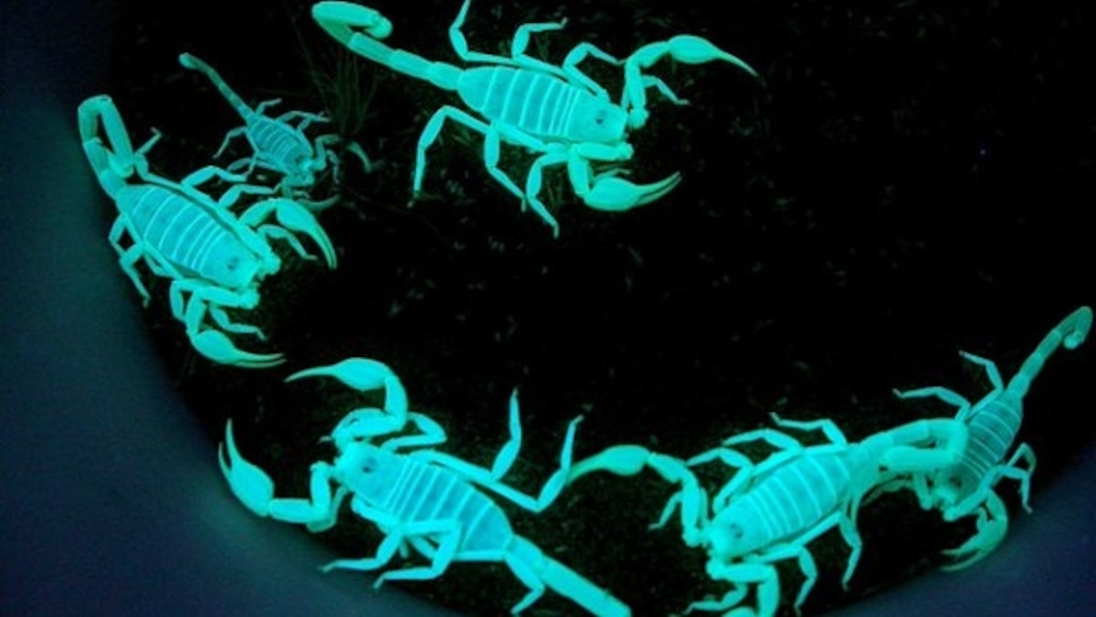 Why do scorpions glow in the dark (and could their whole bodies be one
