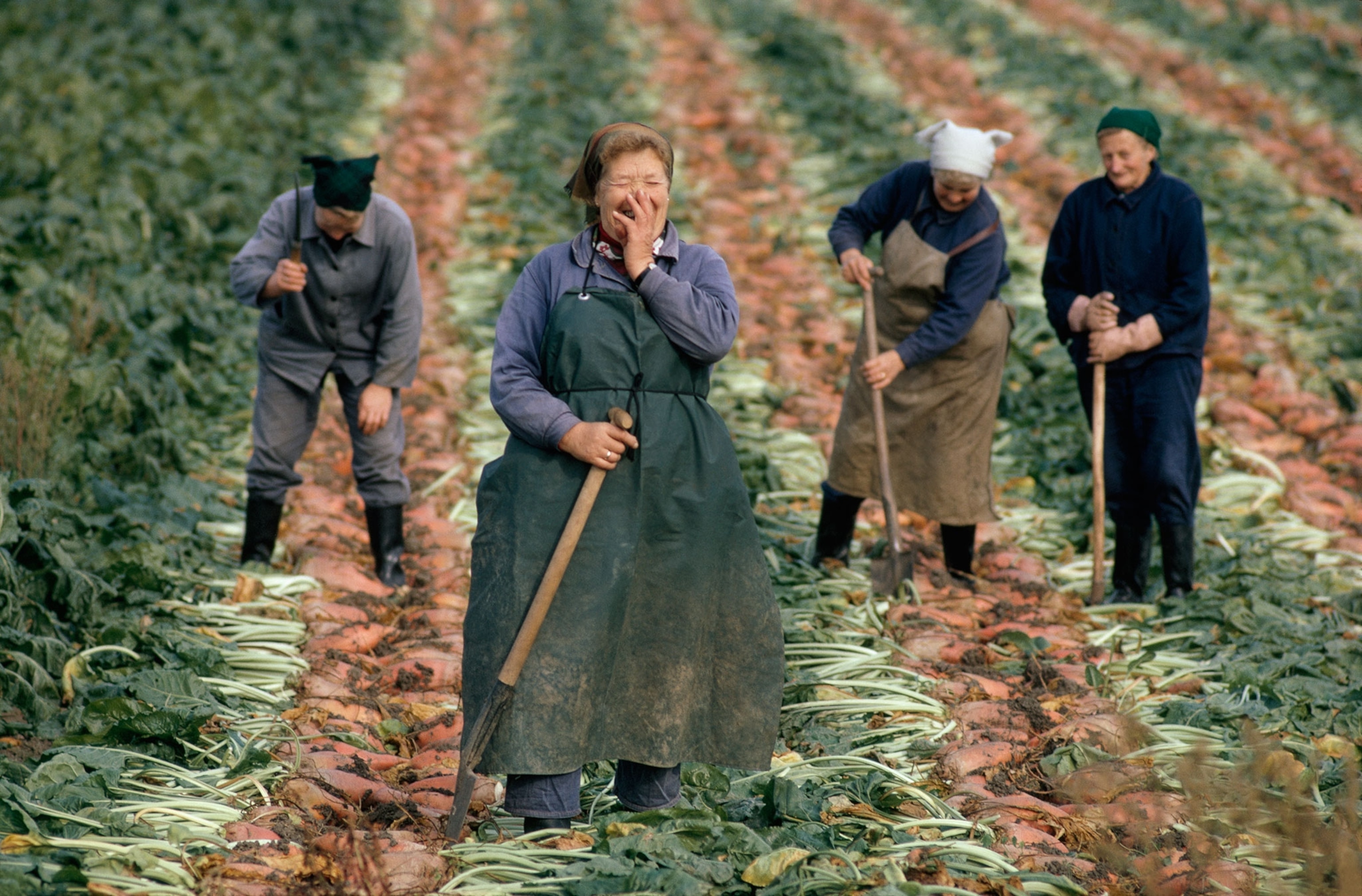 German women harvesting sugar beets