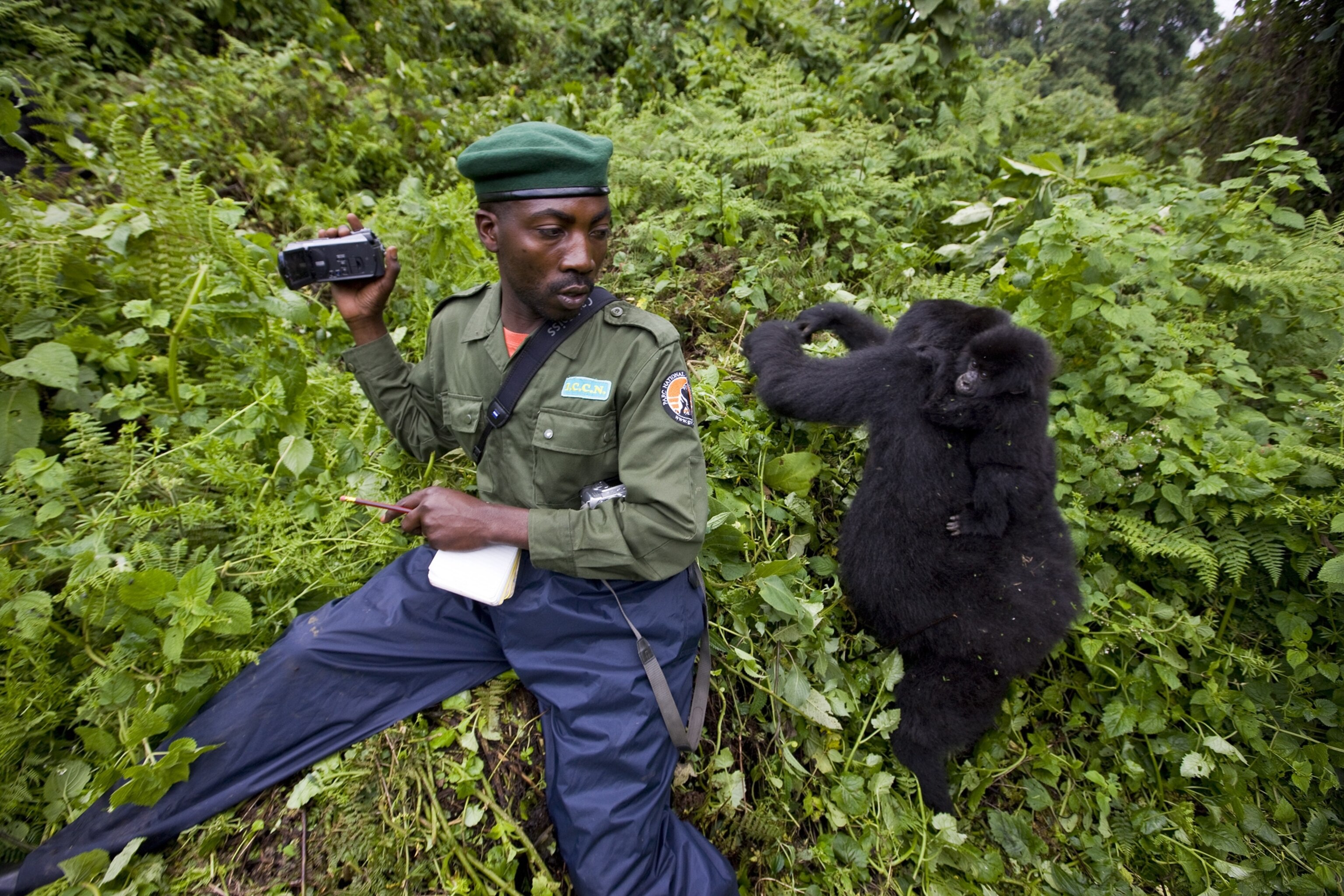 a Virunga park ranger sitting with a pair of gorillas.
