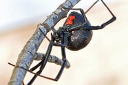 Black Widow Spiders Black Widow Spiders