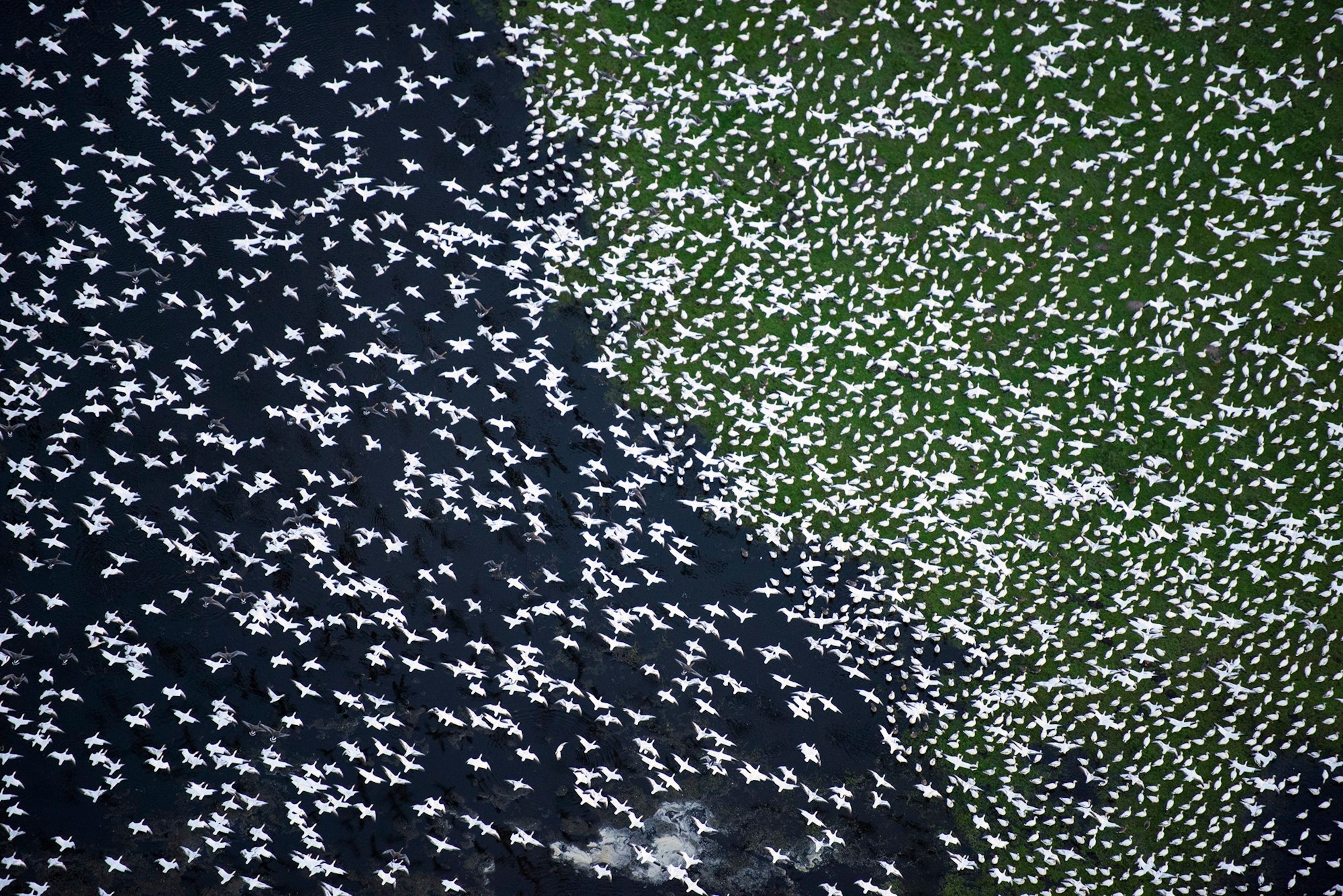 migratory birds in flight