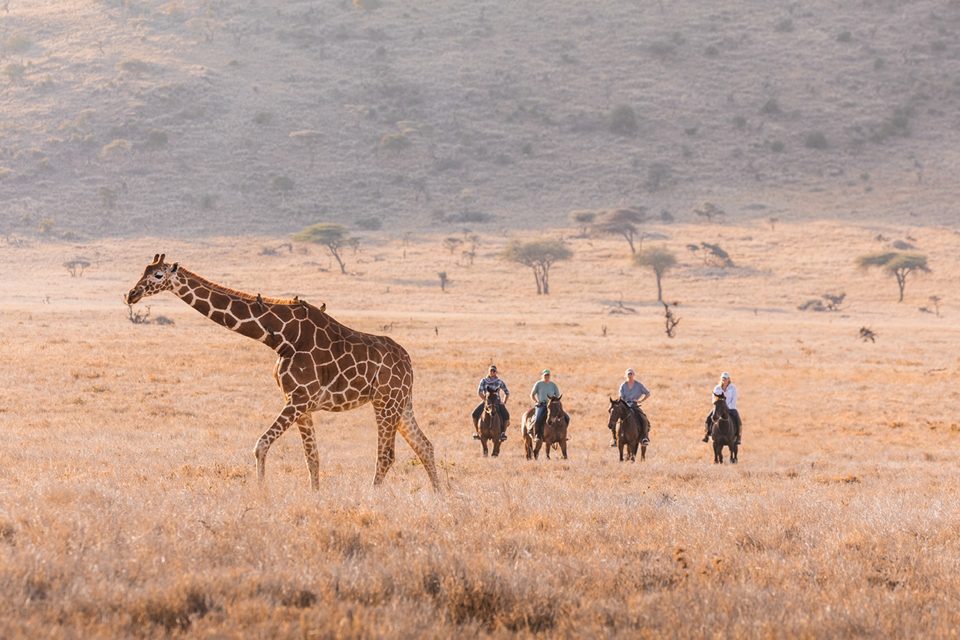 People on a horse safari looking at a giraffe