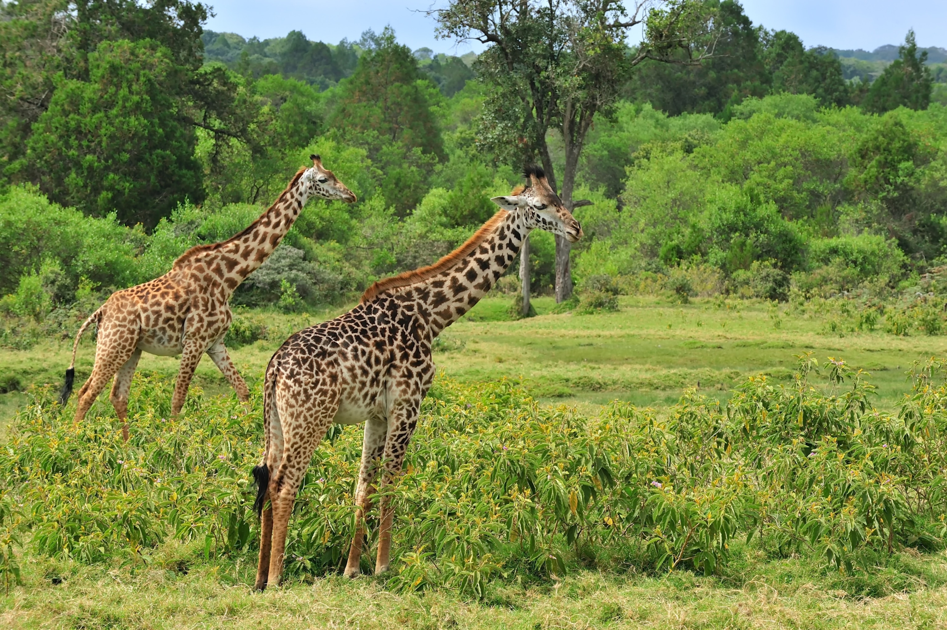 Masai Giraffe (Giraffa tippelskirchi) pair in shrubland, Arusha National Park, Tanzania