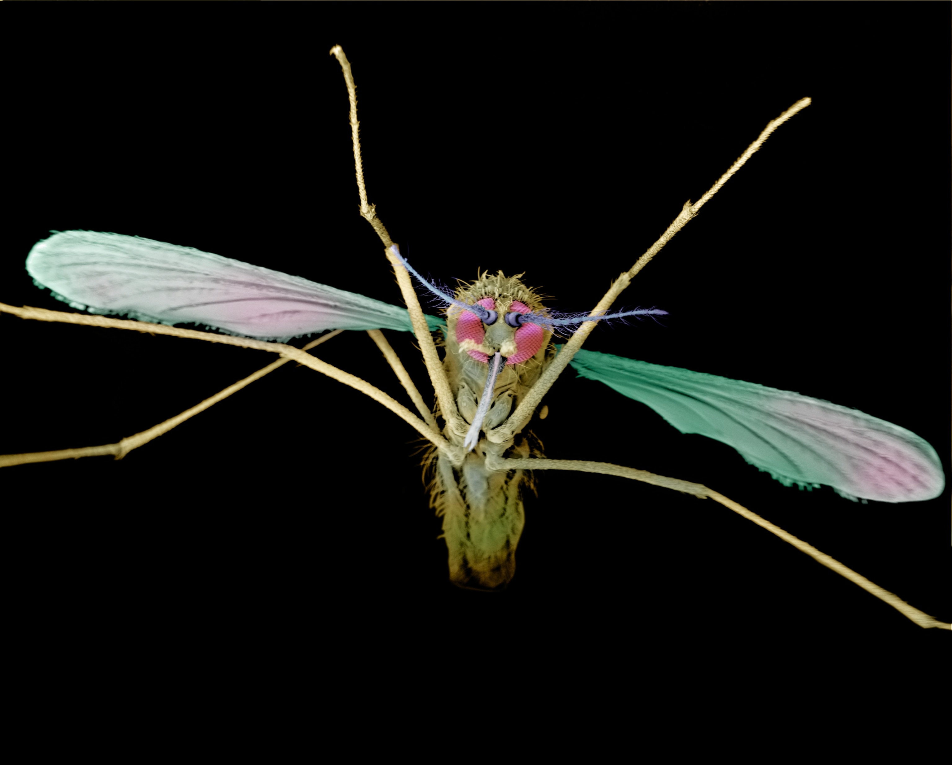 A mosquito with it's arms stretched out looks green on a black backdrop.