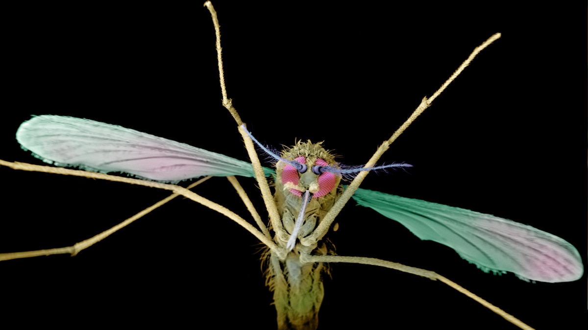 Are mosquitoes attracted to beer drinkers? Scientists went to a music festival to find out