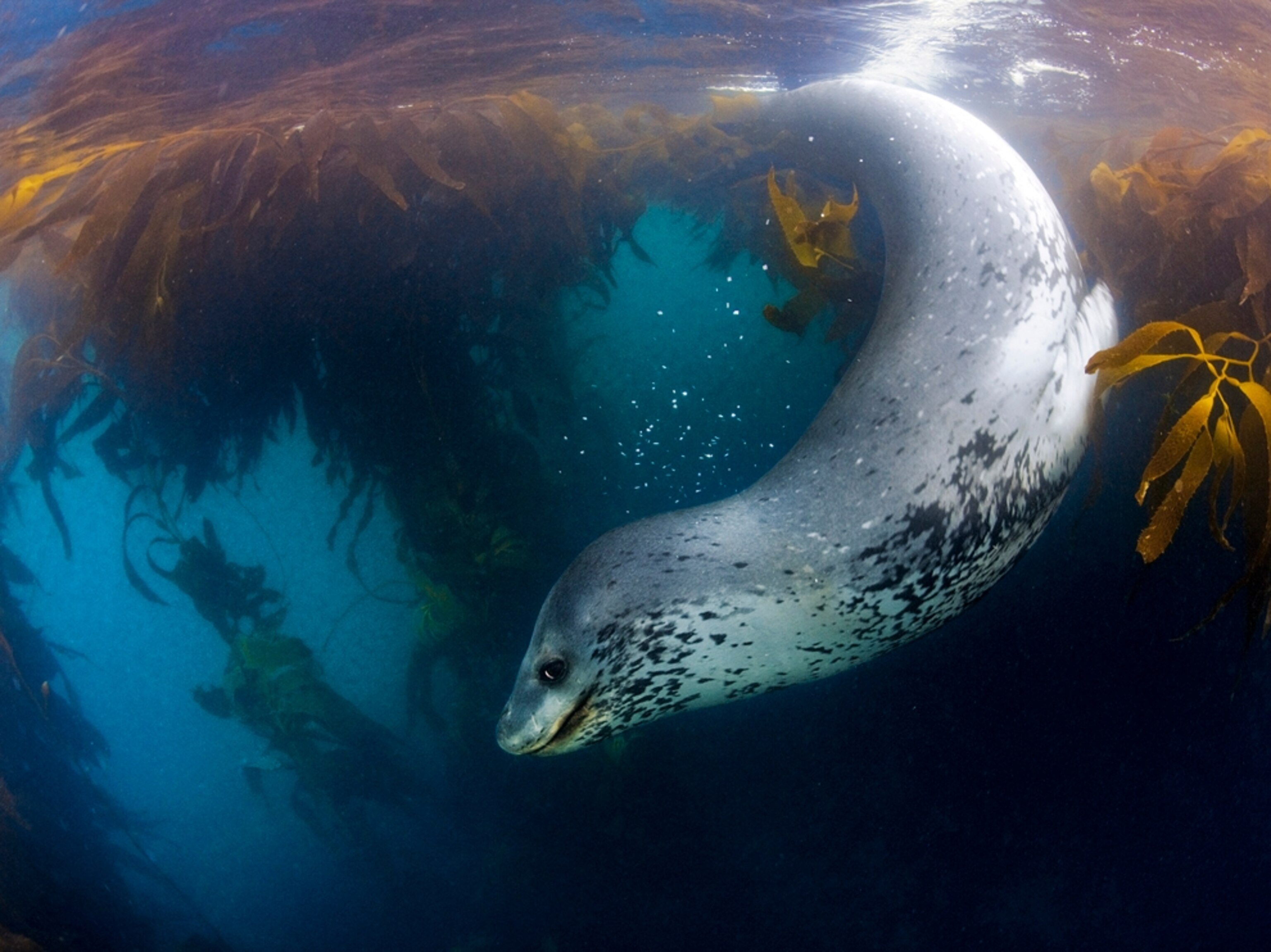 a leopard seal swimming on South Georgia Island