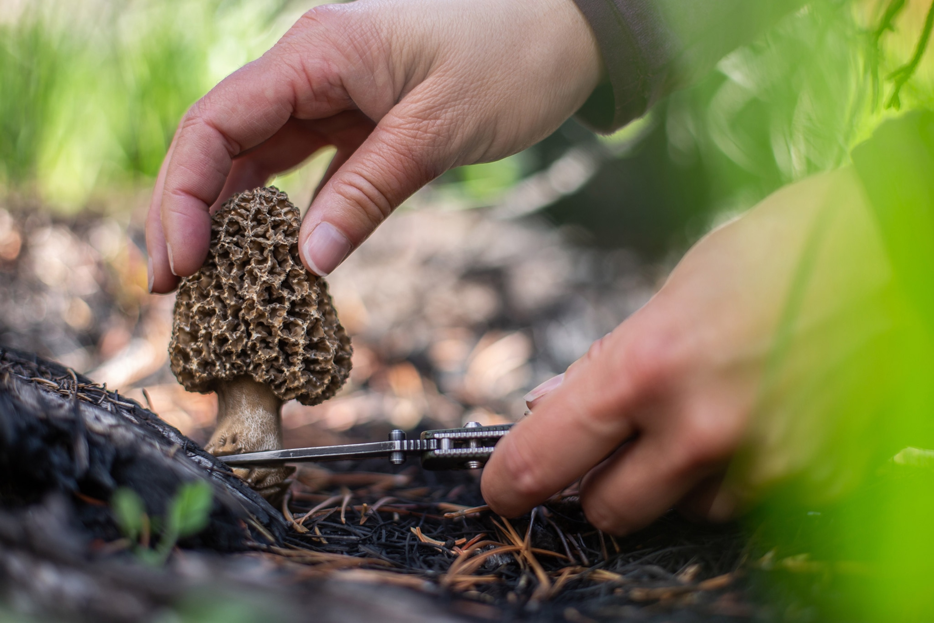 A person's hand holds the top of a conical mushroom growing from damp earth, as another hand holding a knife cuts it at the base of the stalk