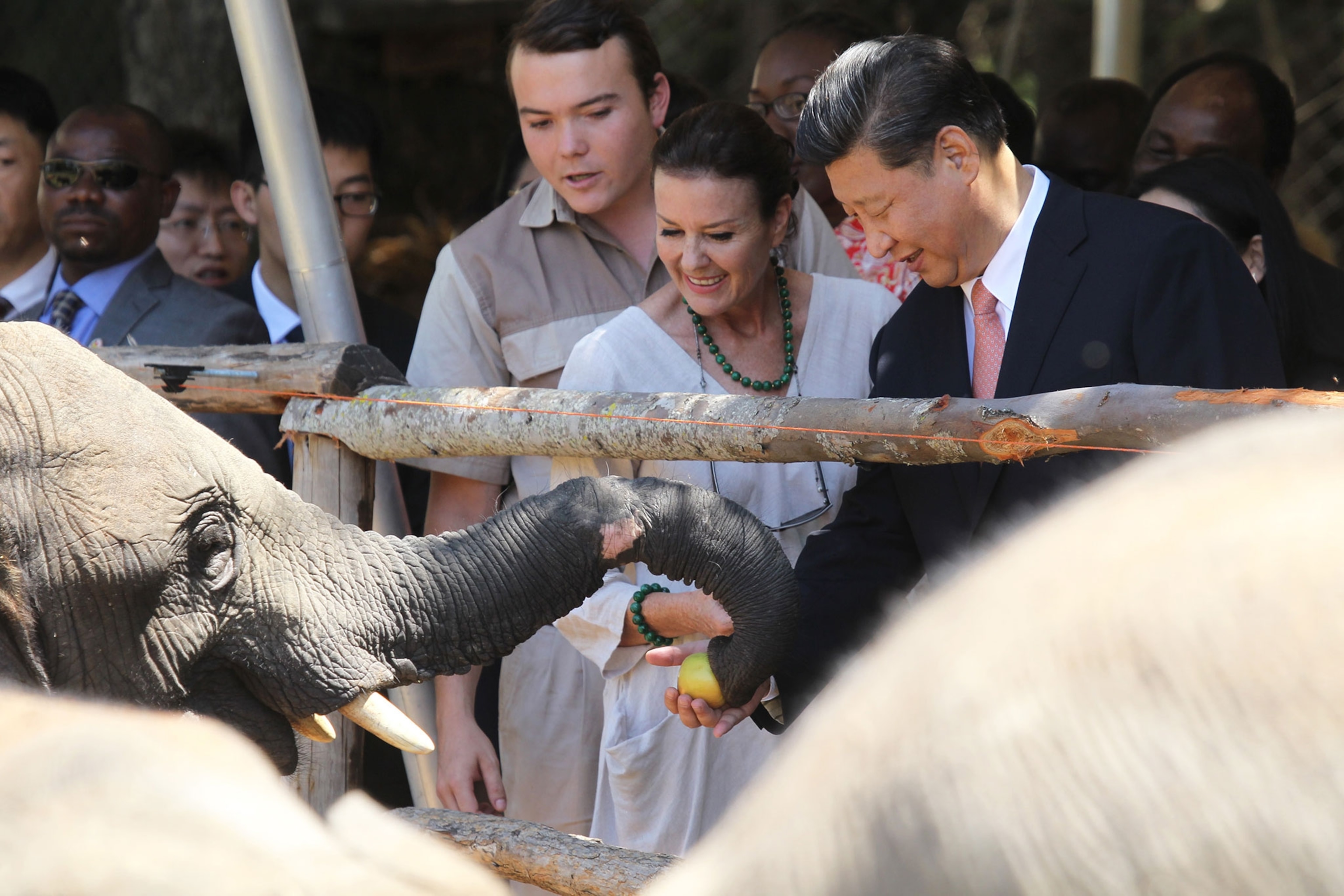 Chinese President Xi Jinping feeding an elephant