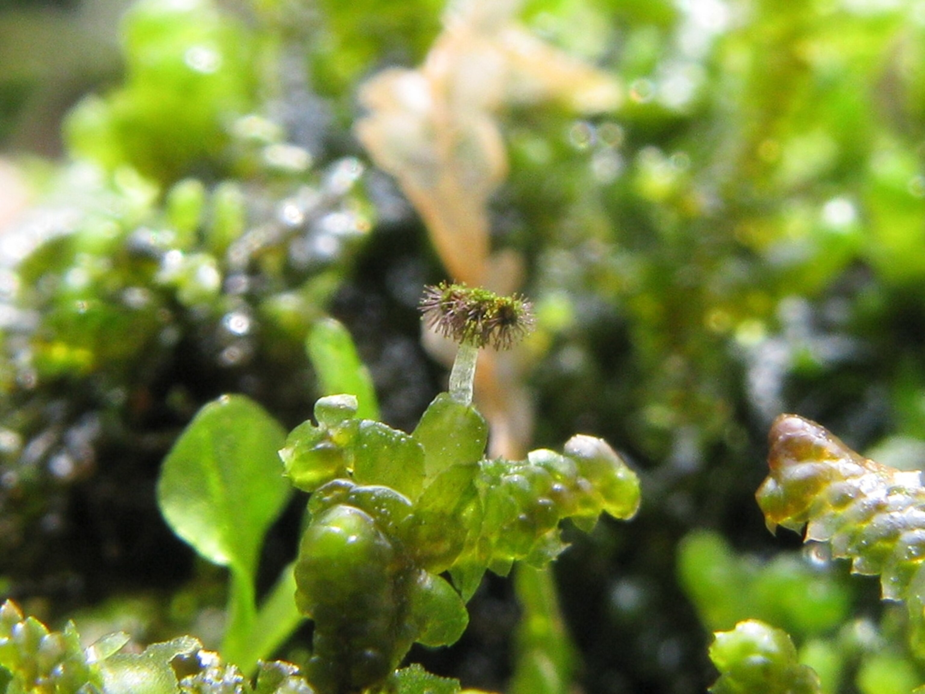 a new species of Korean bryophyte, a moss-like plant.