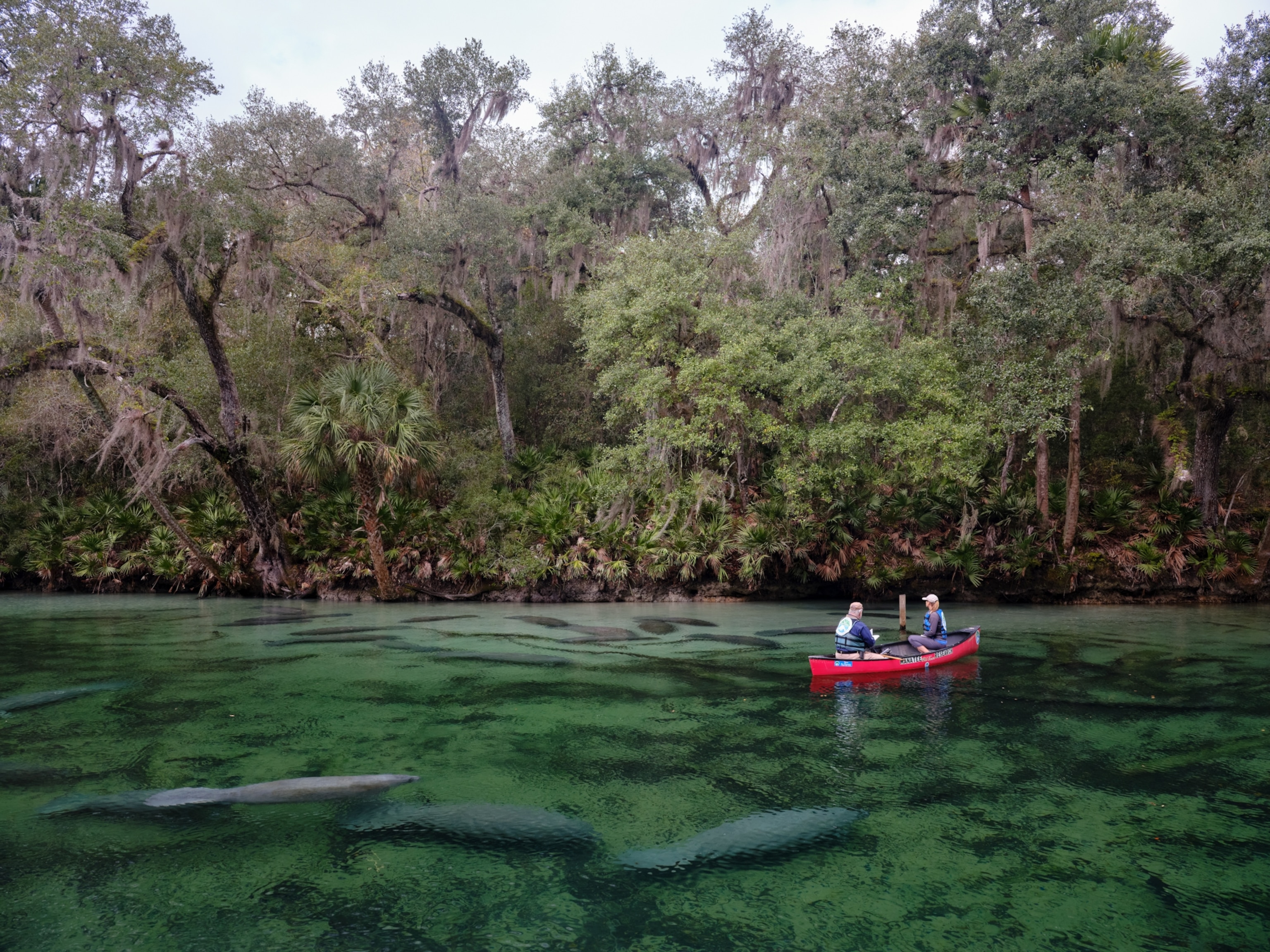 Two people paddle a red canoe on a clear, green river, with manatees visible below. Lush trees line the bank