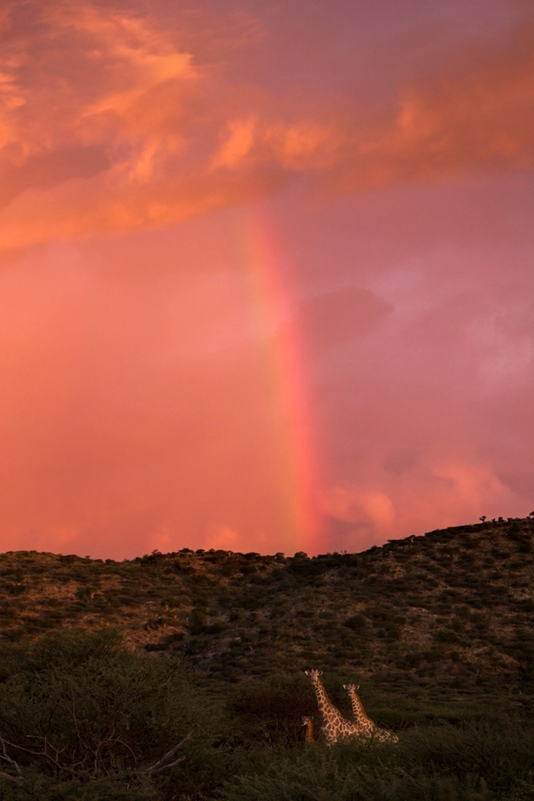 giraffe and rainbow in Namibia