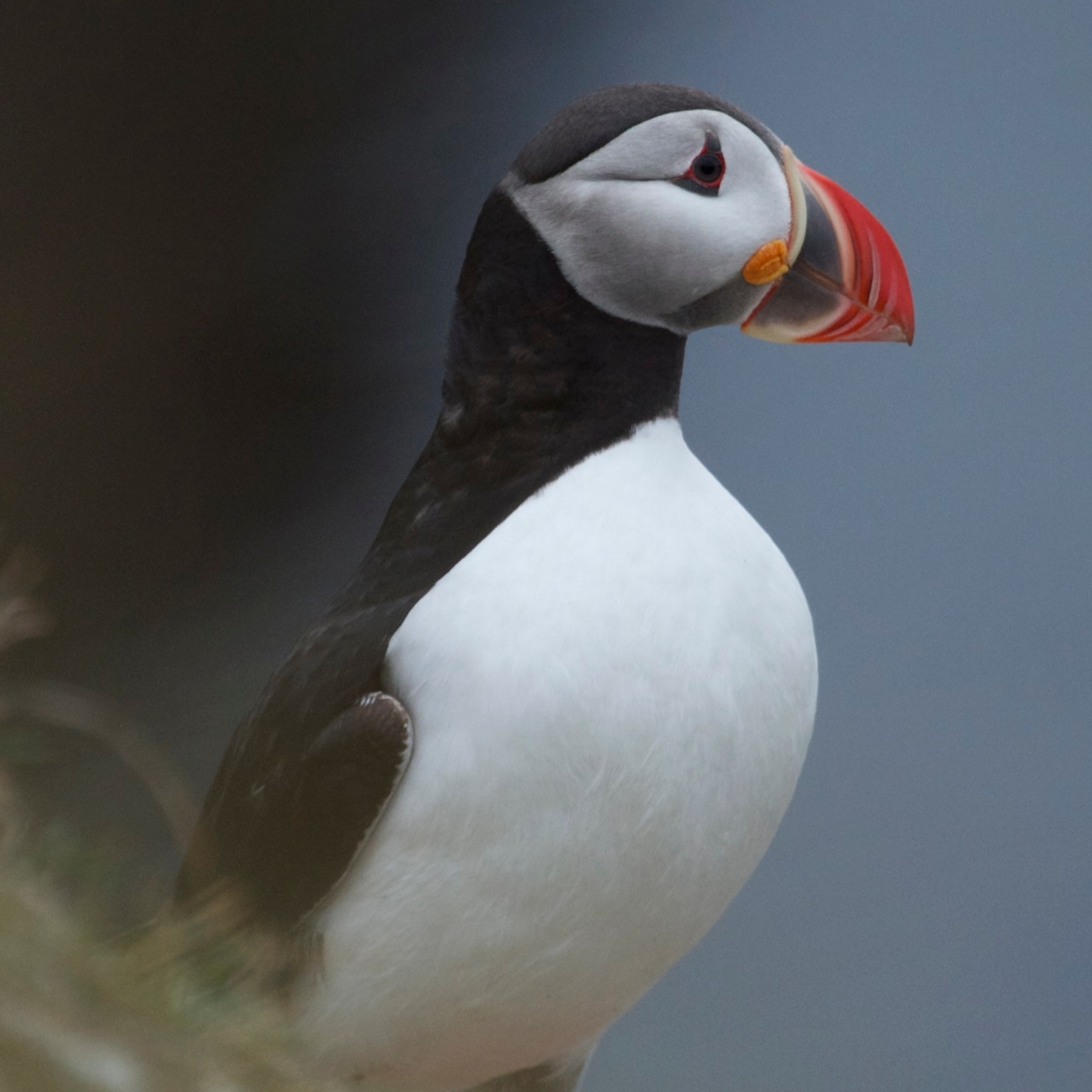 A puffin greets the evening atop a basalt cliff on the isle of Grímsey, in Iceland (Photo by Andrew Evans, National Geographic Traveler)