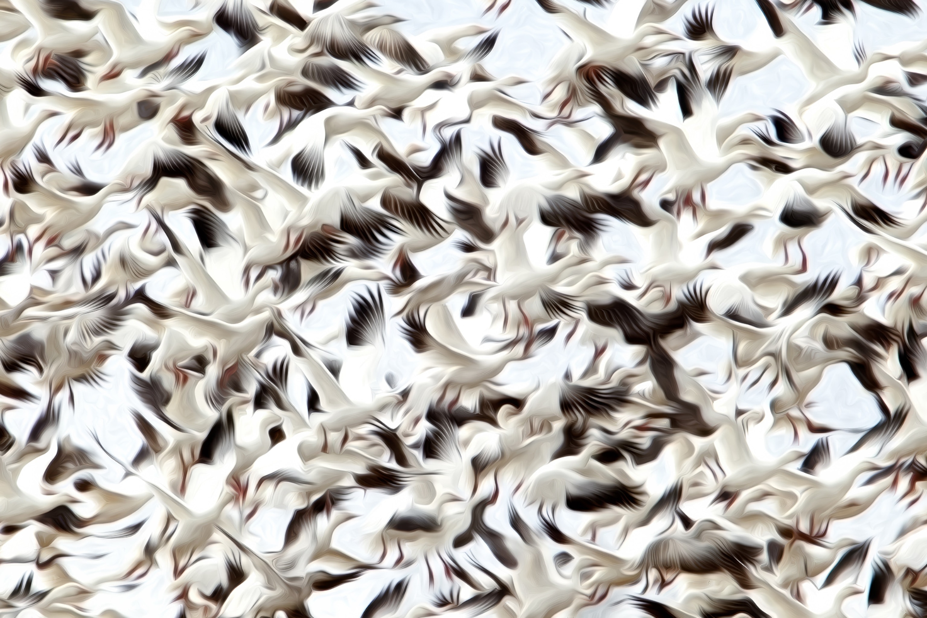 A mass of black and white snow geese take flight