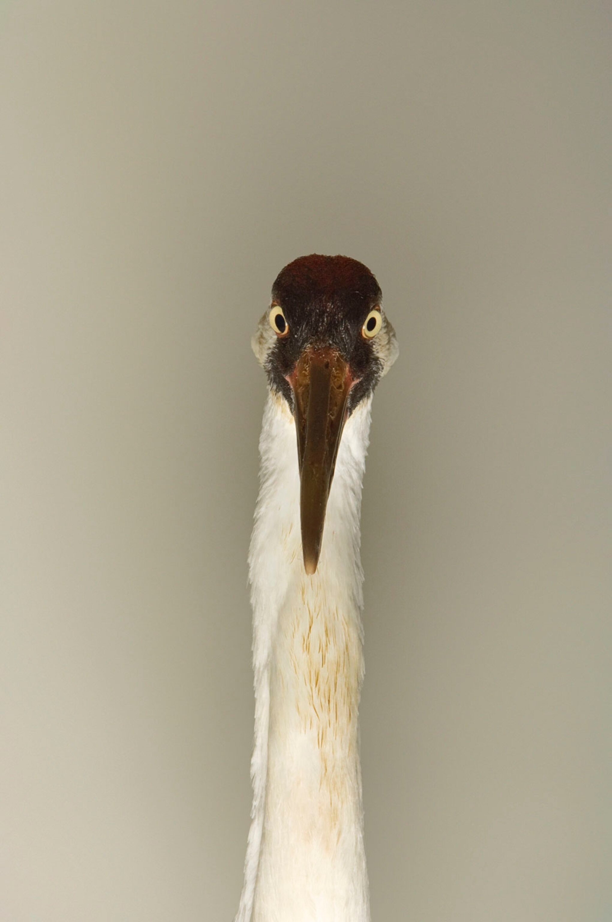 a whooping crane