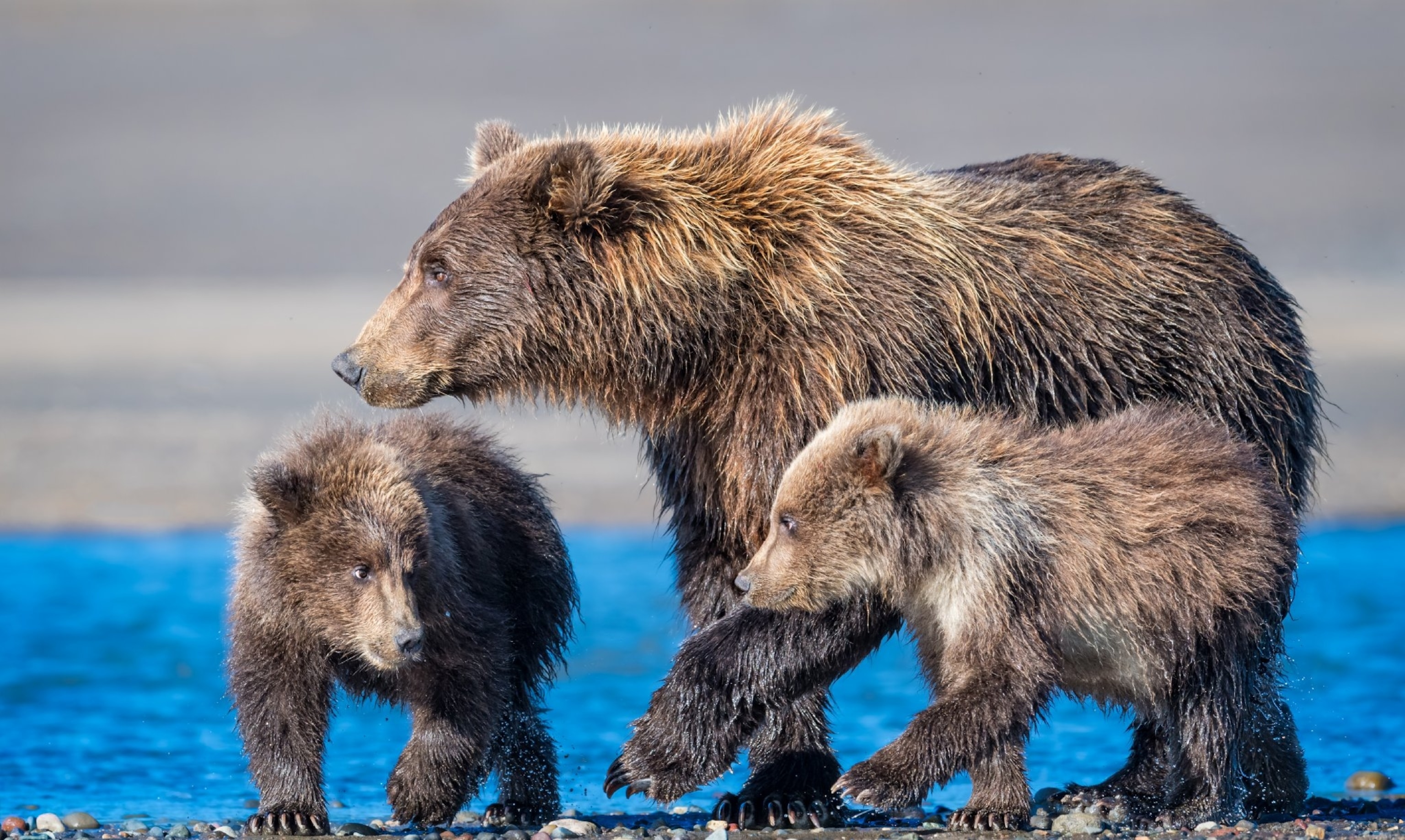 brown bear family