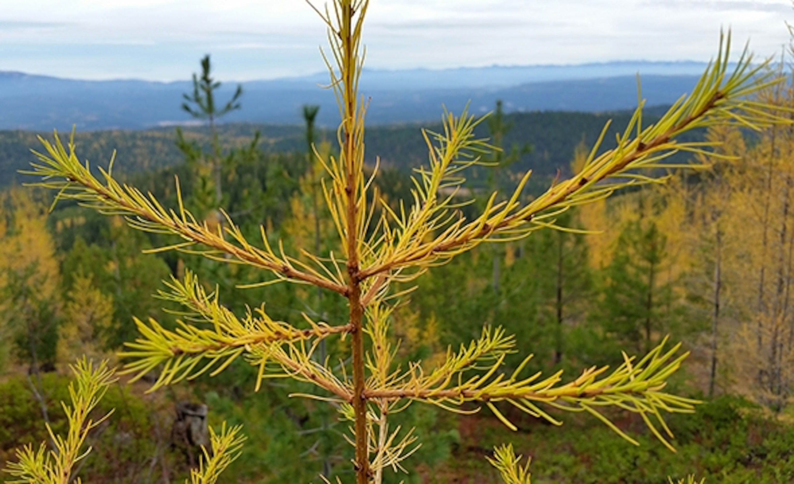 Golden needles of a western larch (Photograph by Robert Reid)