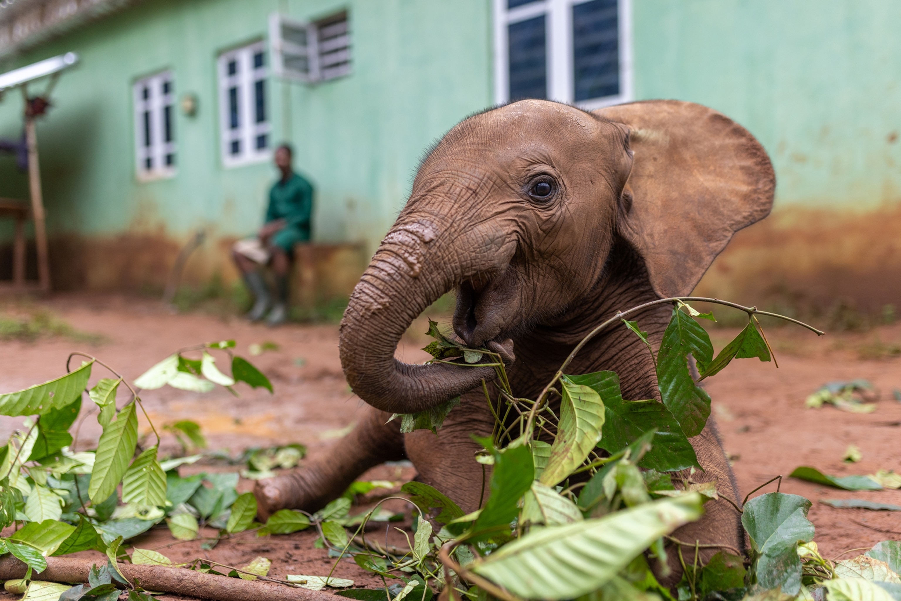baby elephant playing with branches