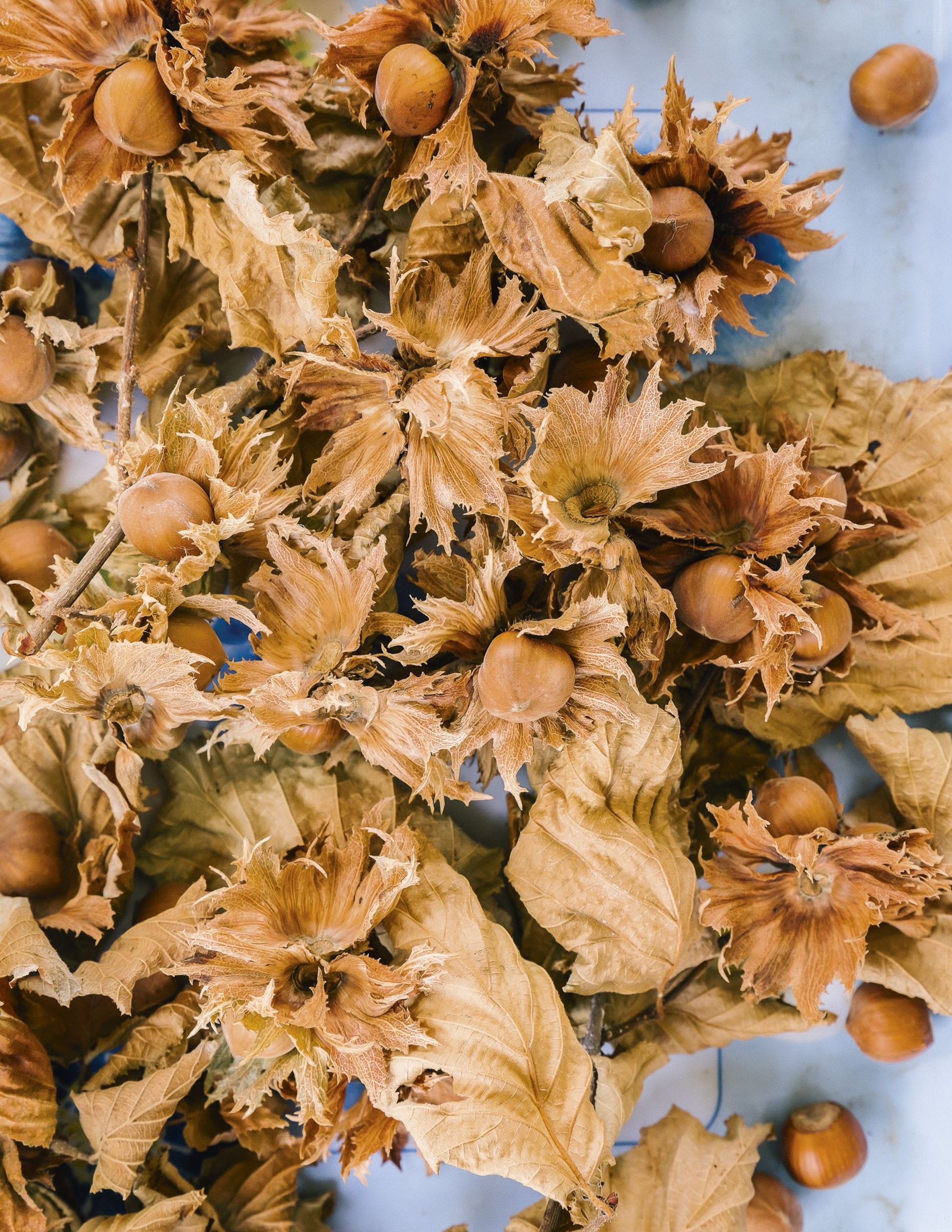 Piedmont's prized nut, the nocciole del Piemonte.