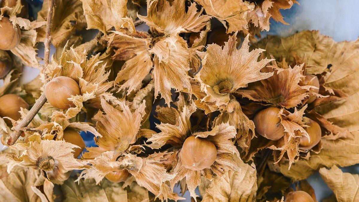 Photo story the story behind the hazelnuts of Piedmont, Italy