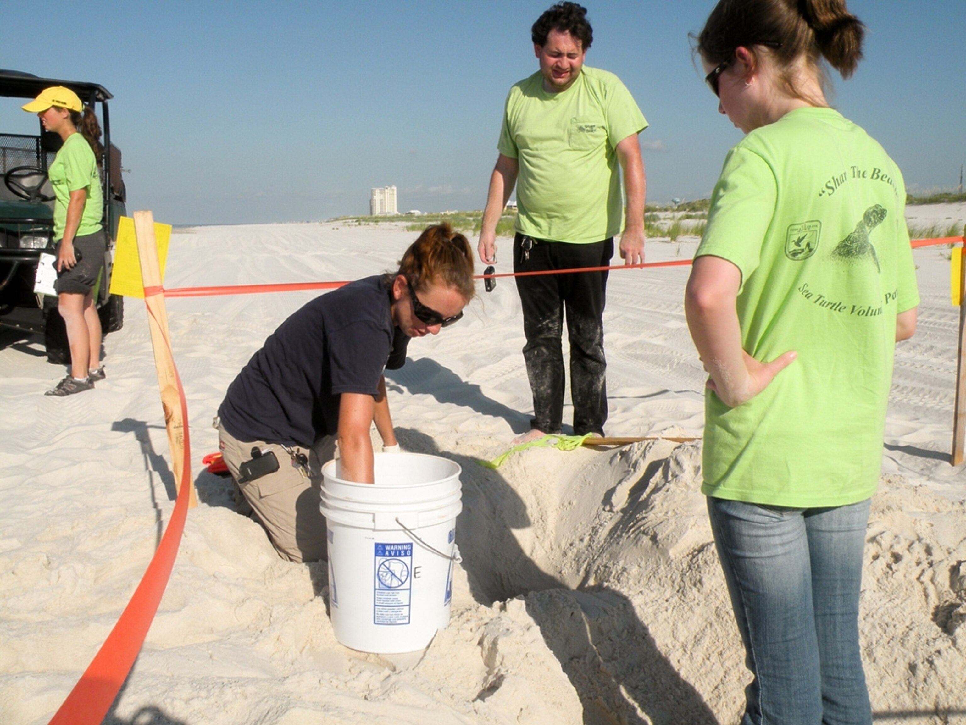 A picture of a worker removing sea turtle eggs from an Alabama beach