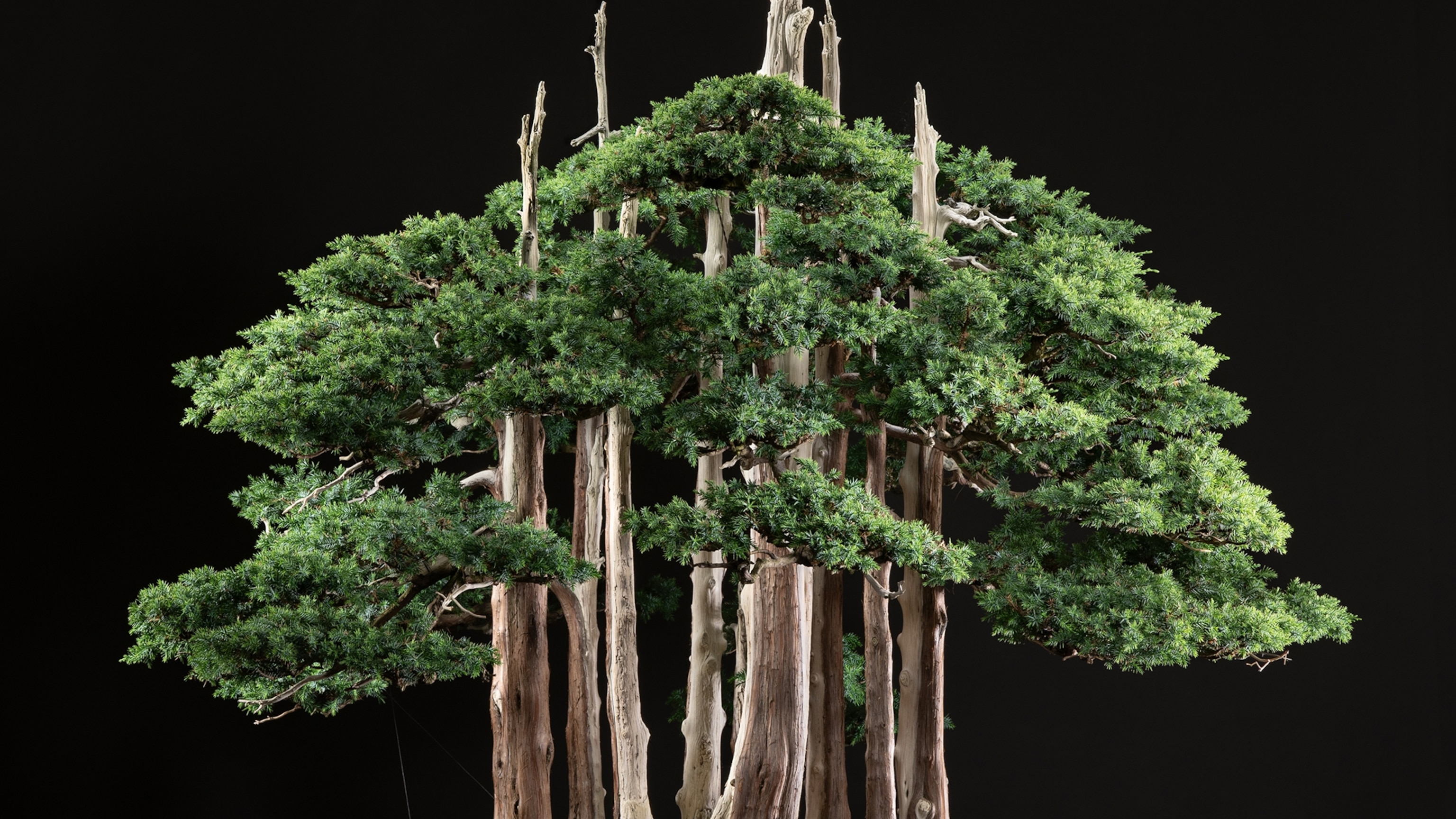 CLASSIC BONSAI of JAPAN ジョン・ベスター訳日本盆栽名品集 Bonsai: Reprint Edition: Kobayashi, Kunio, Tajima, Kazuhiko