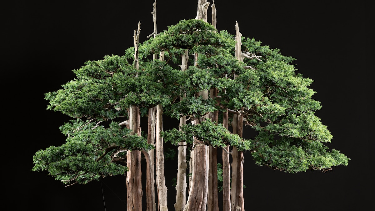 The famous bonsai forest that lives in Washington, D.C. | National  Geographic