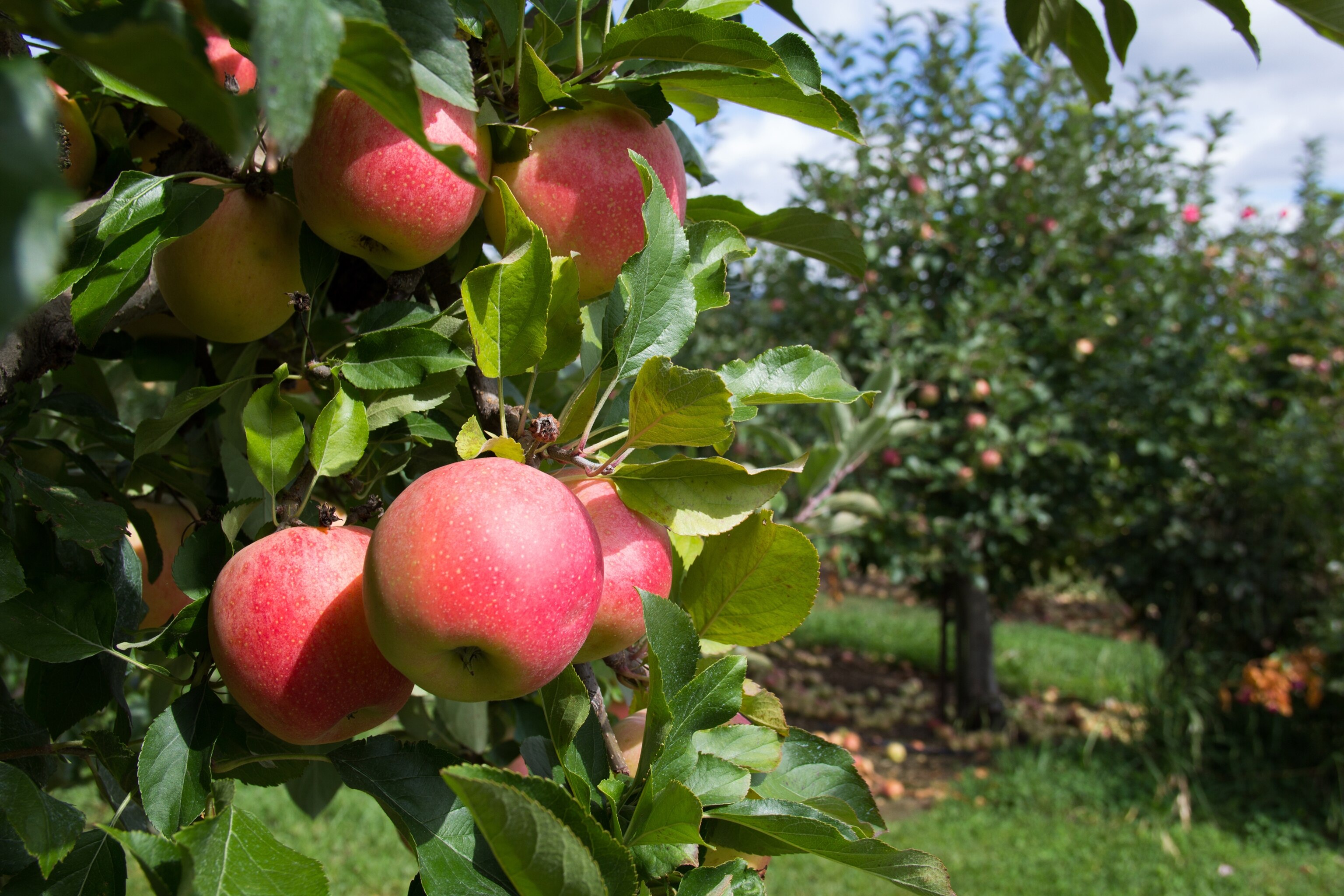 The Highs and Lows of Hard Apple Cider History