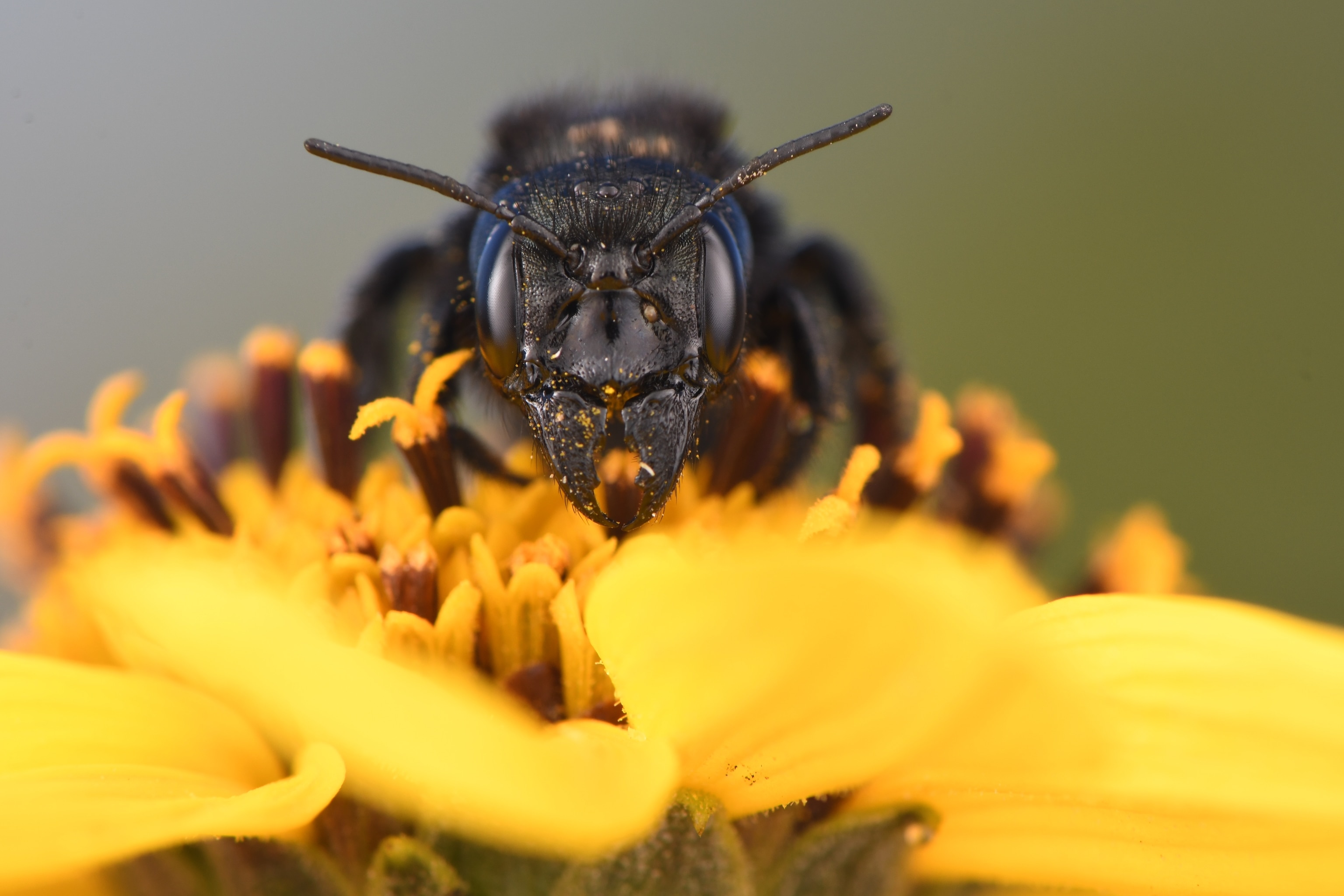 A square-headed mason bee.