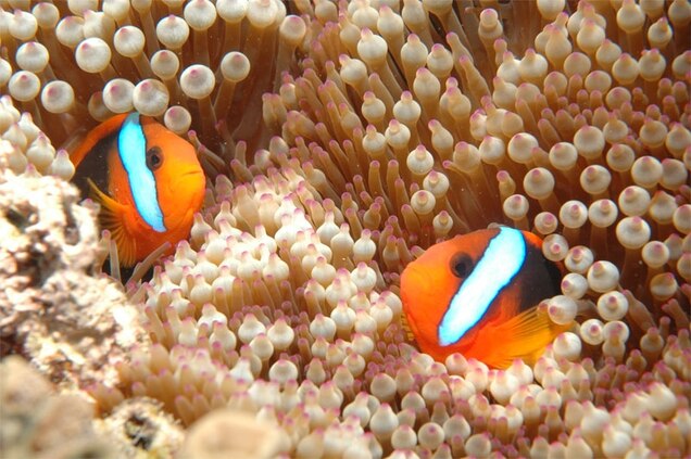 Clownfish Help Their Anemones To Breathe At Night