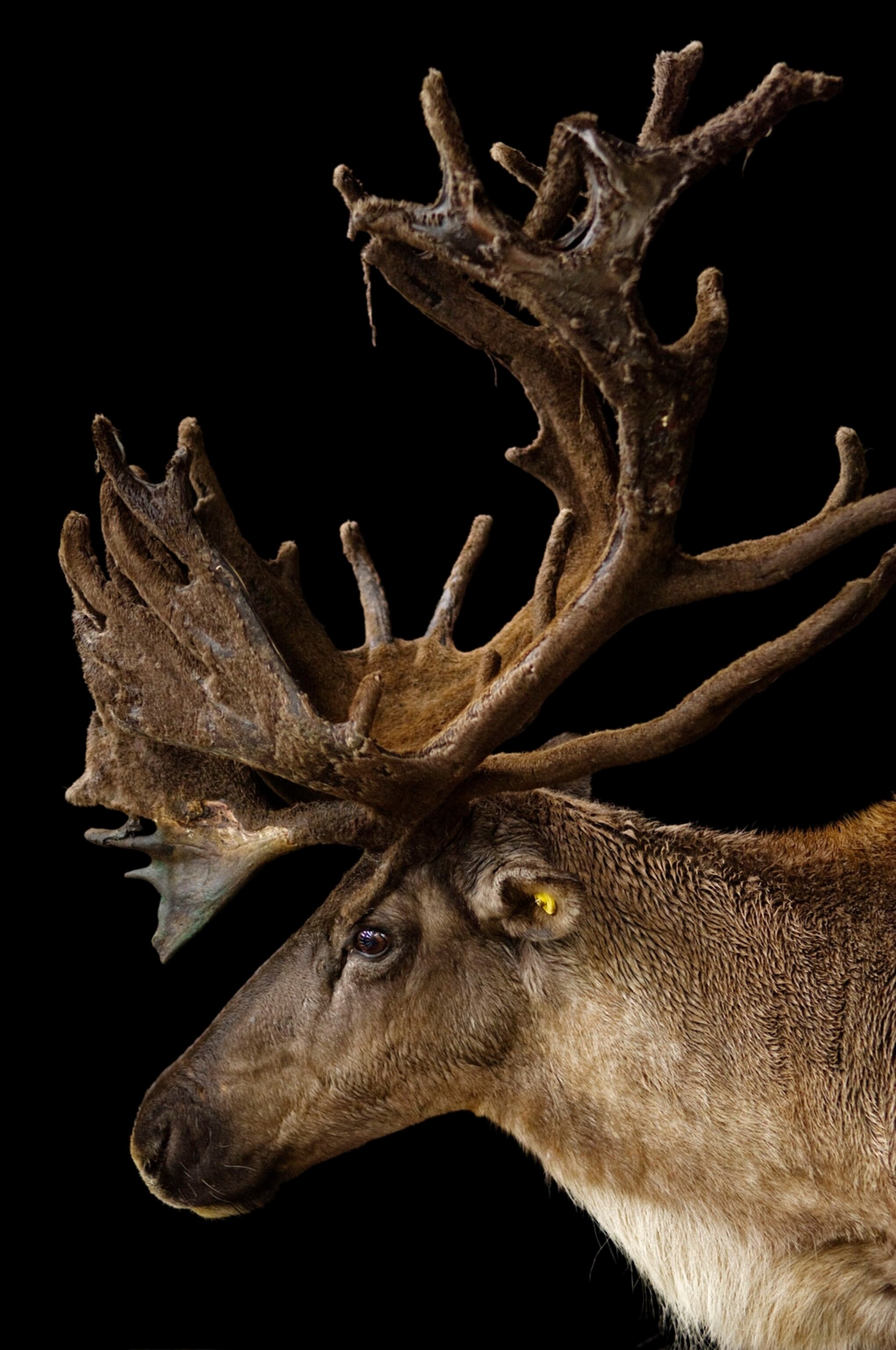 a woodland caribou