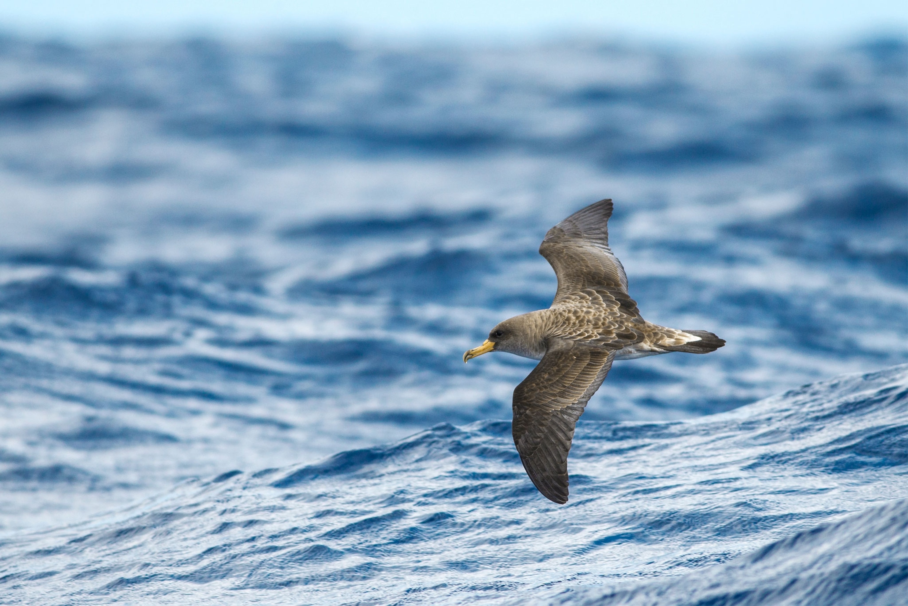 a Cory's Shearwater bird flying over water